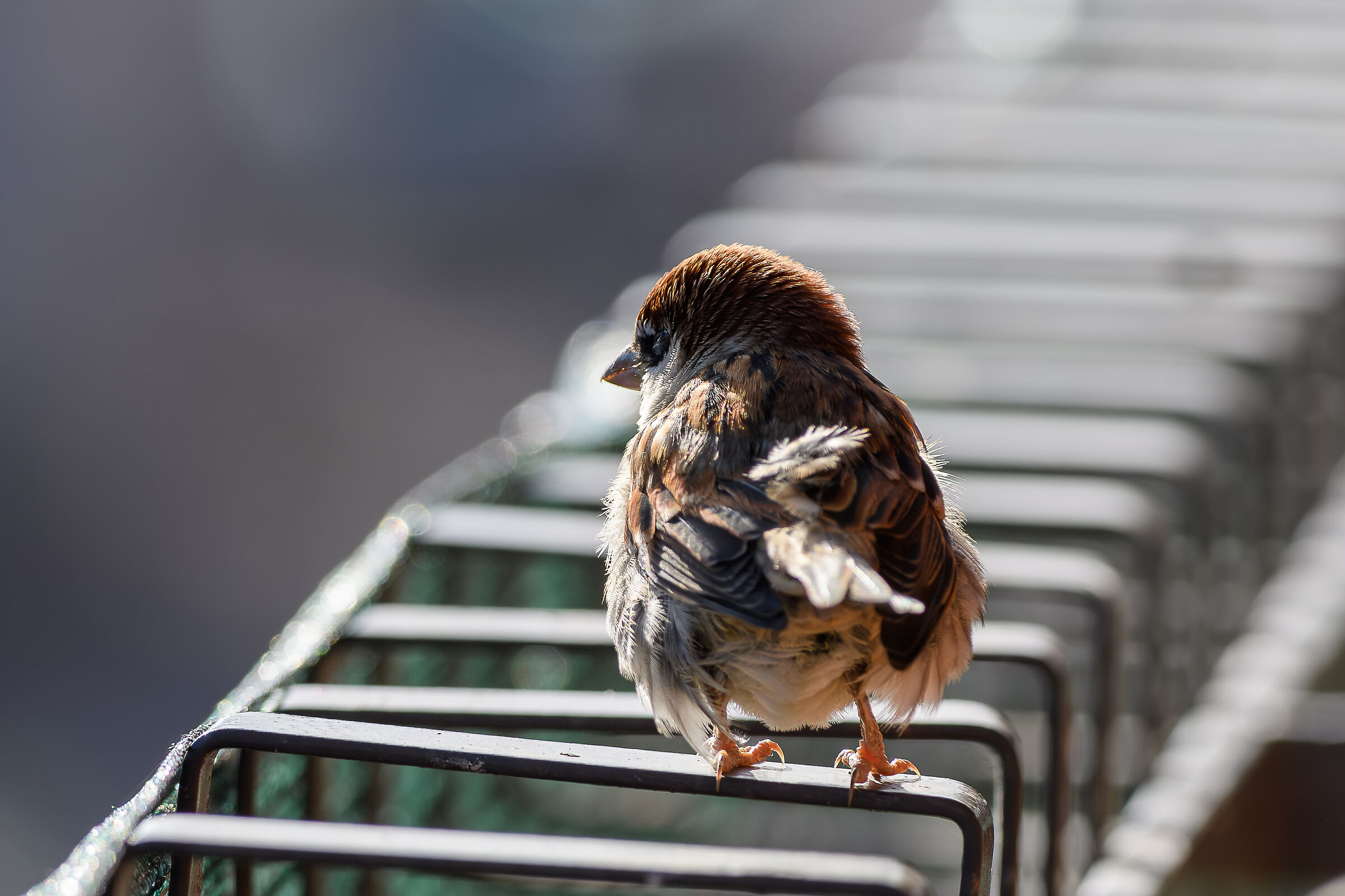 Sparrow