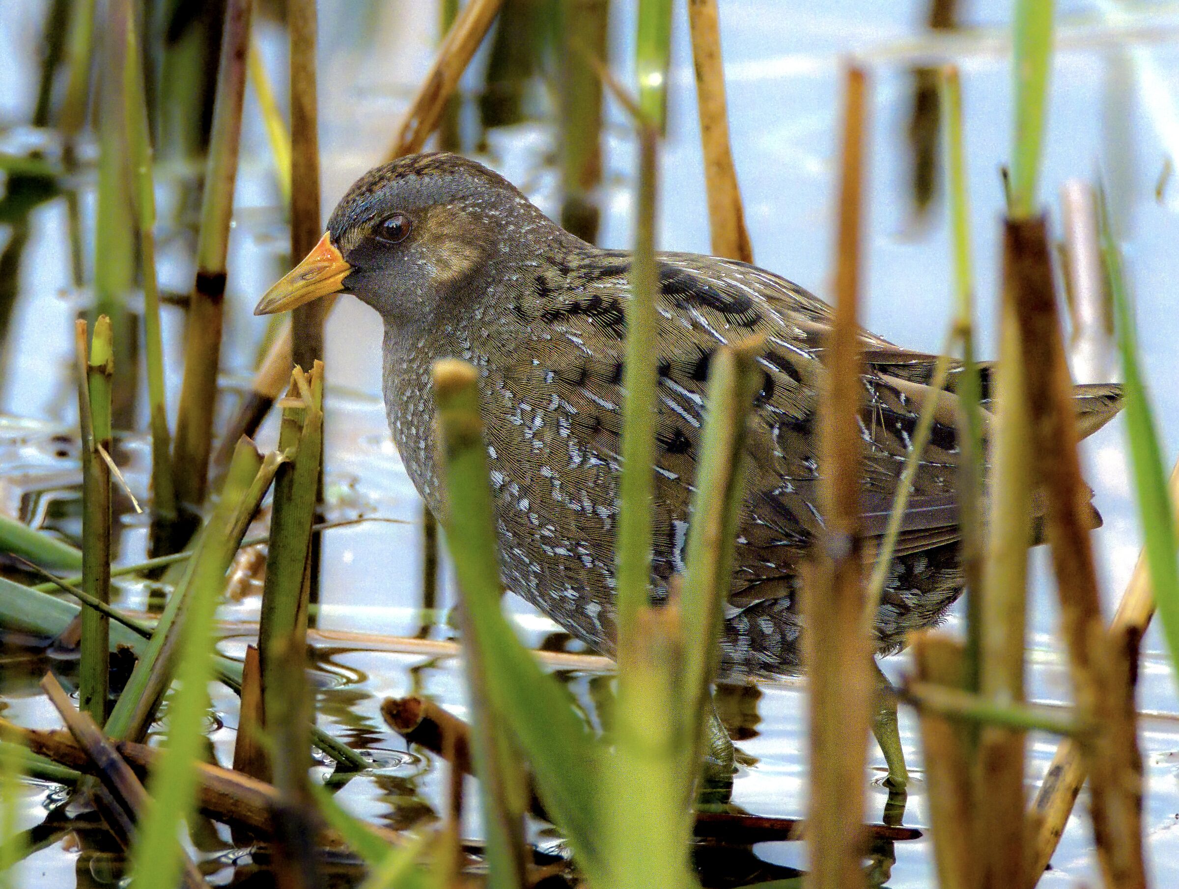 Spotted crake