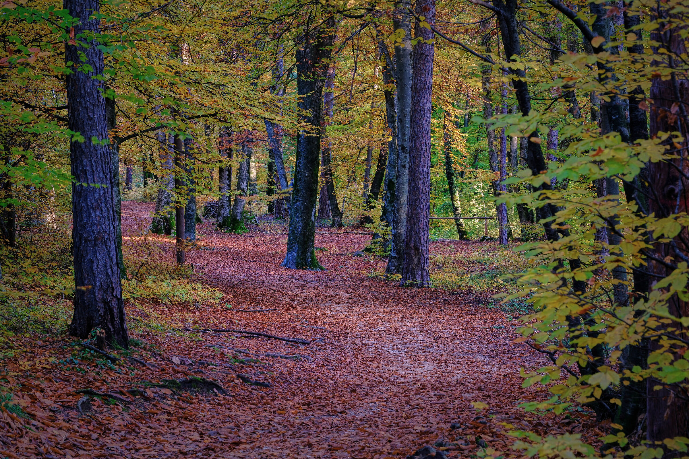 Passeggiate d'autunno
