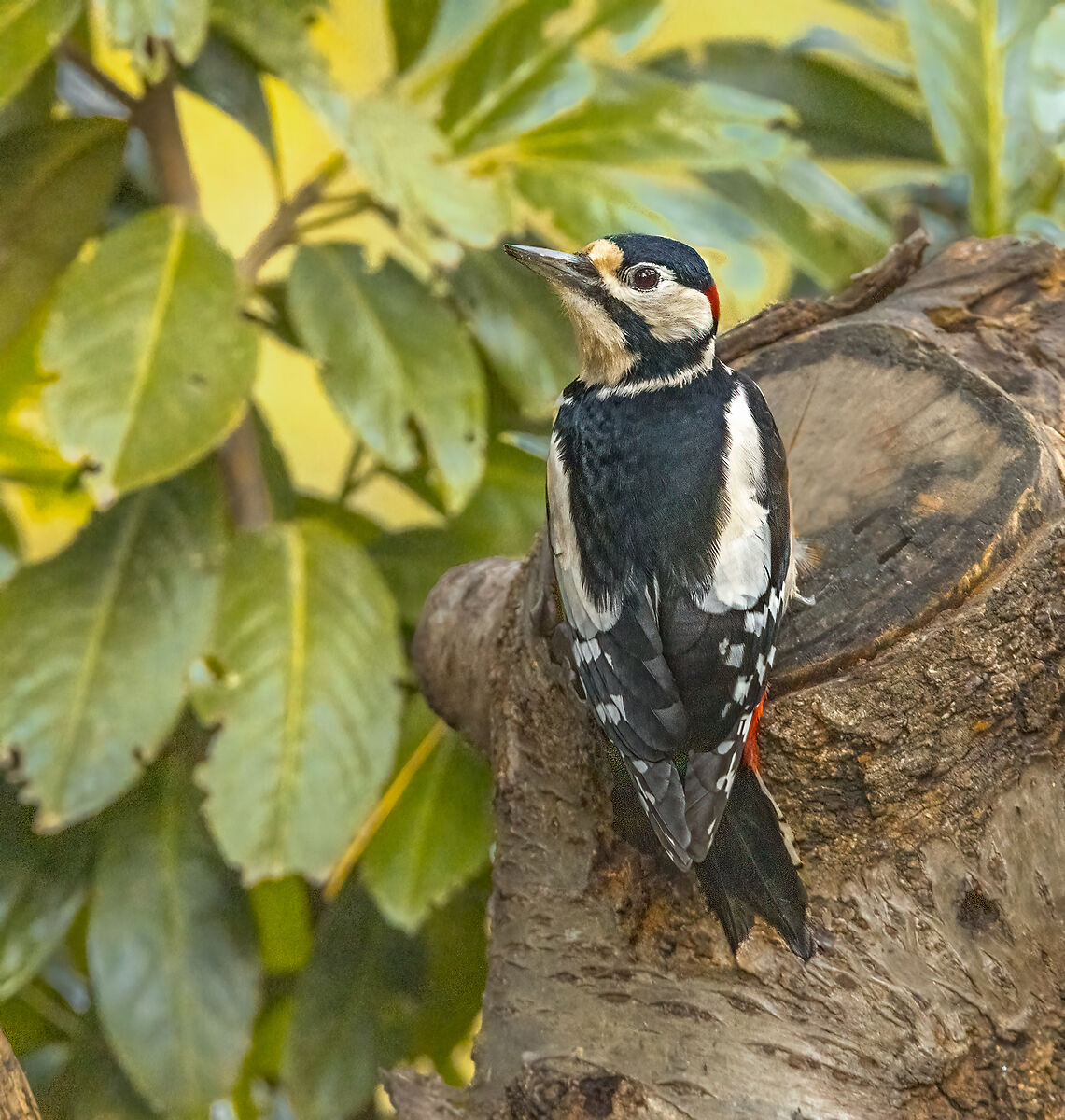 Picchio rosso maggiore