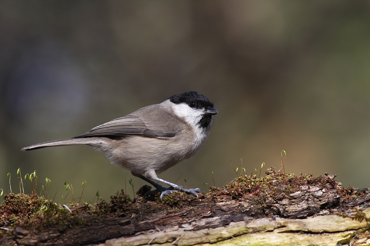 Chickadee