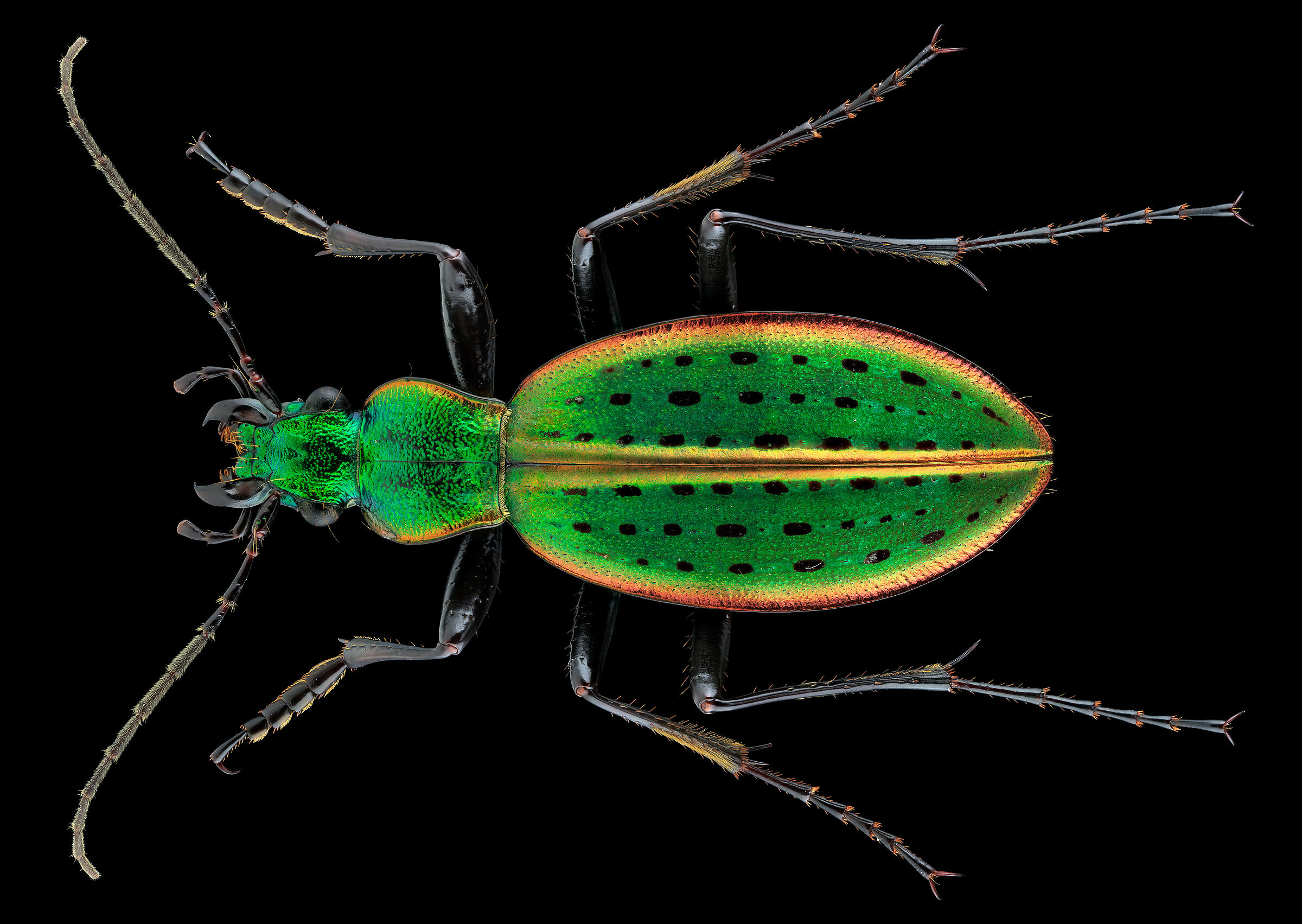 Ceroglossus ochsenii