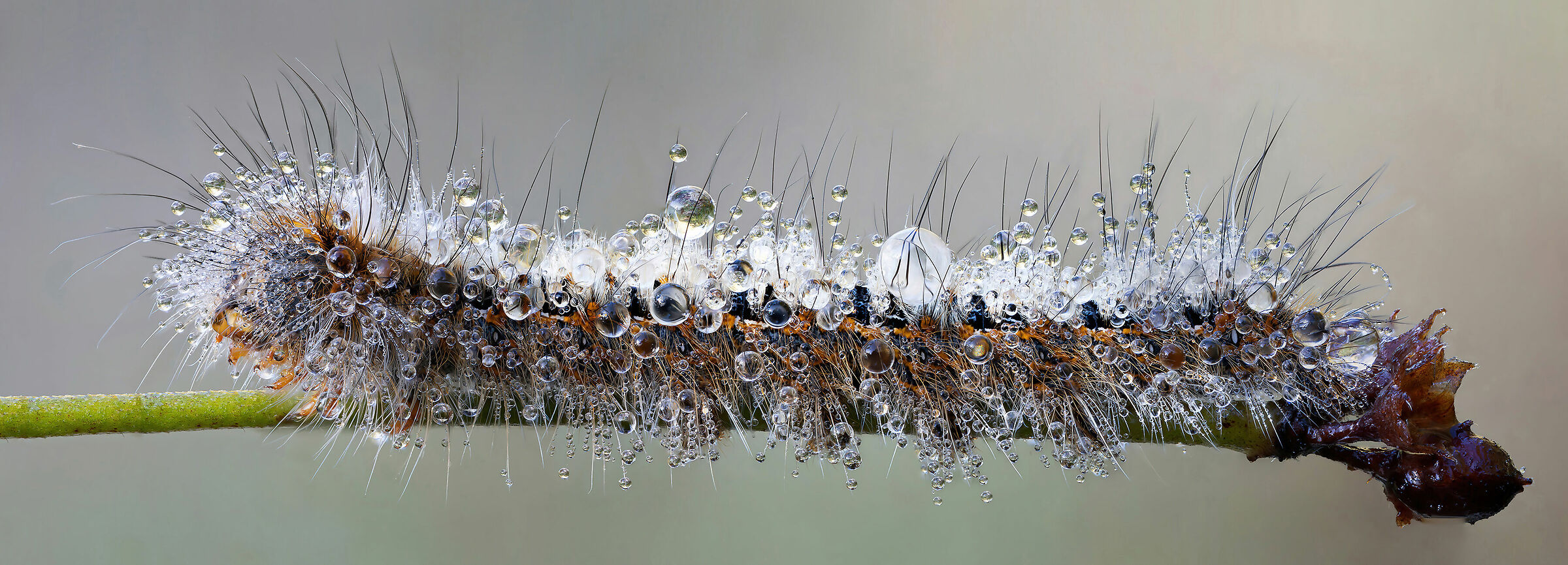 The Pearl Gatherer 2, Revenge