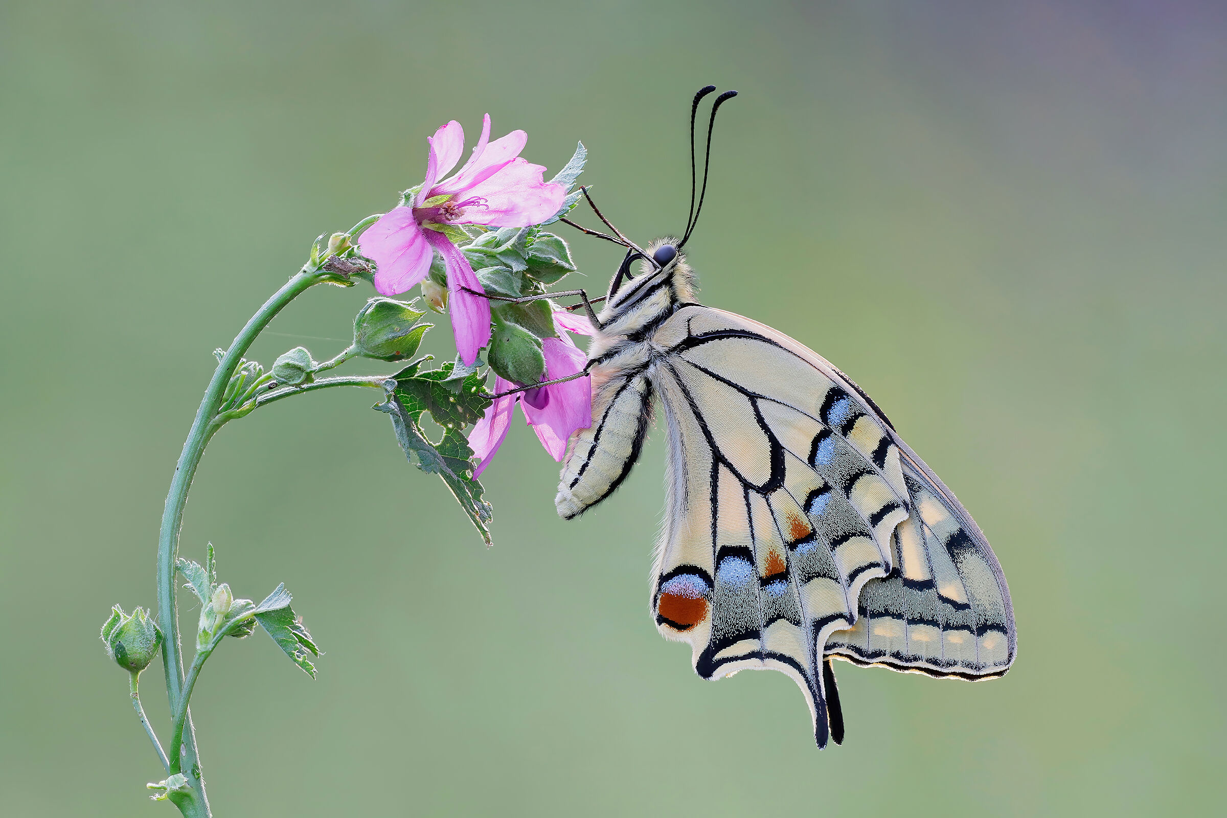 Papilio machaon