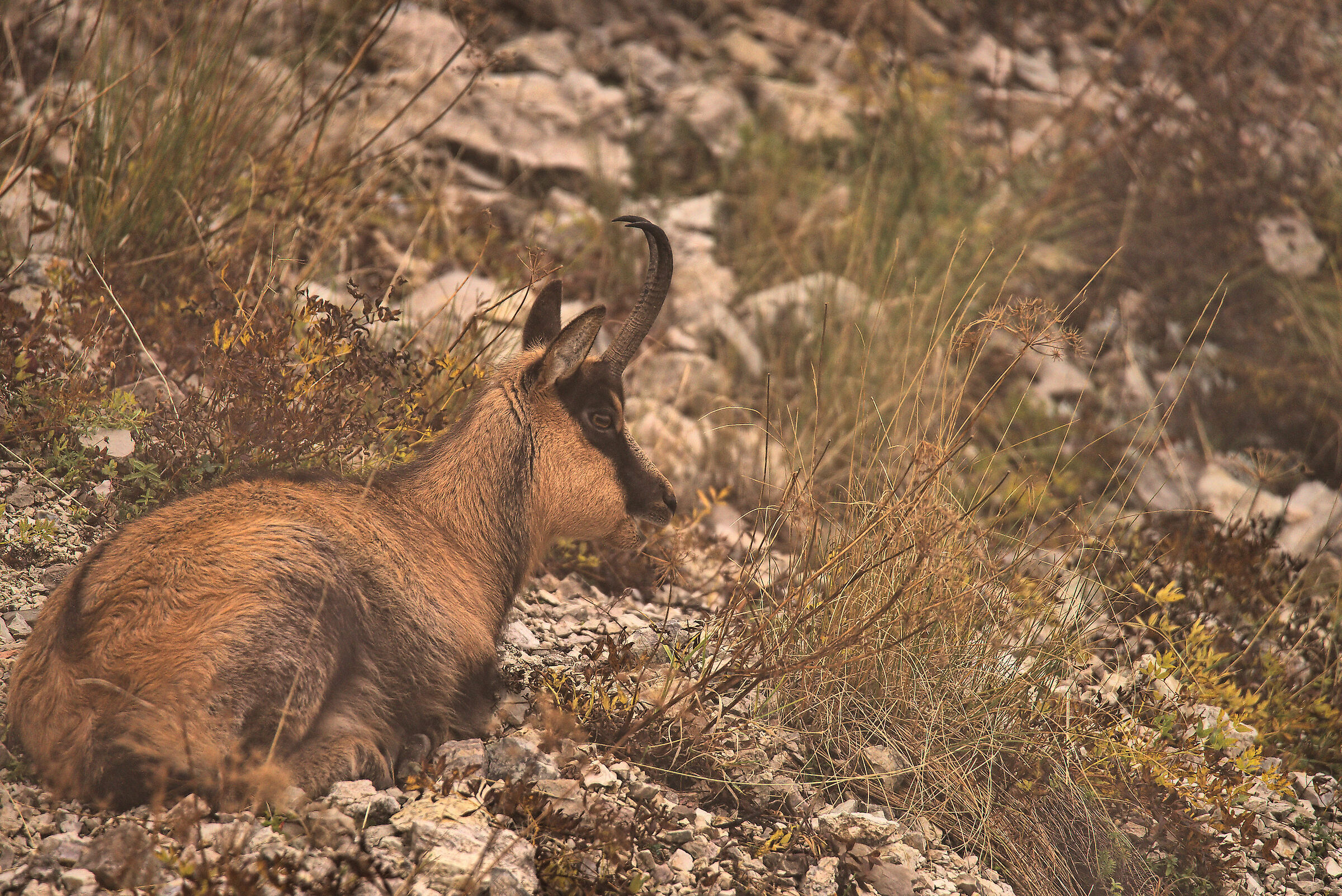Apennine chamois
