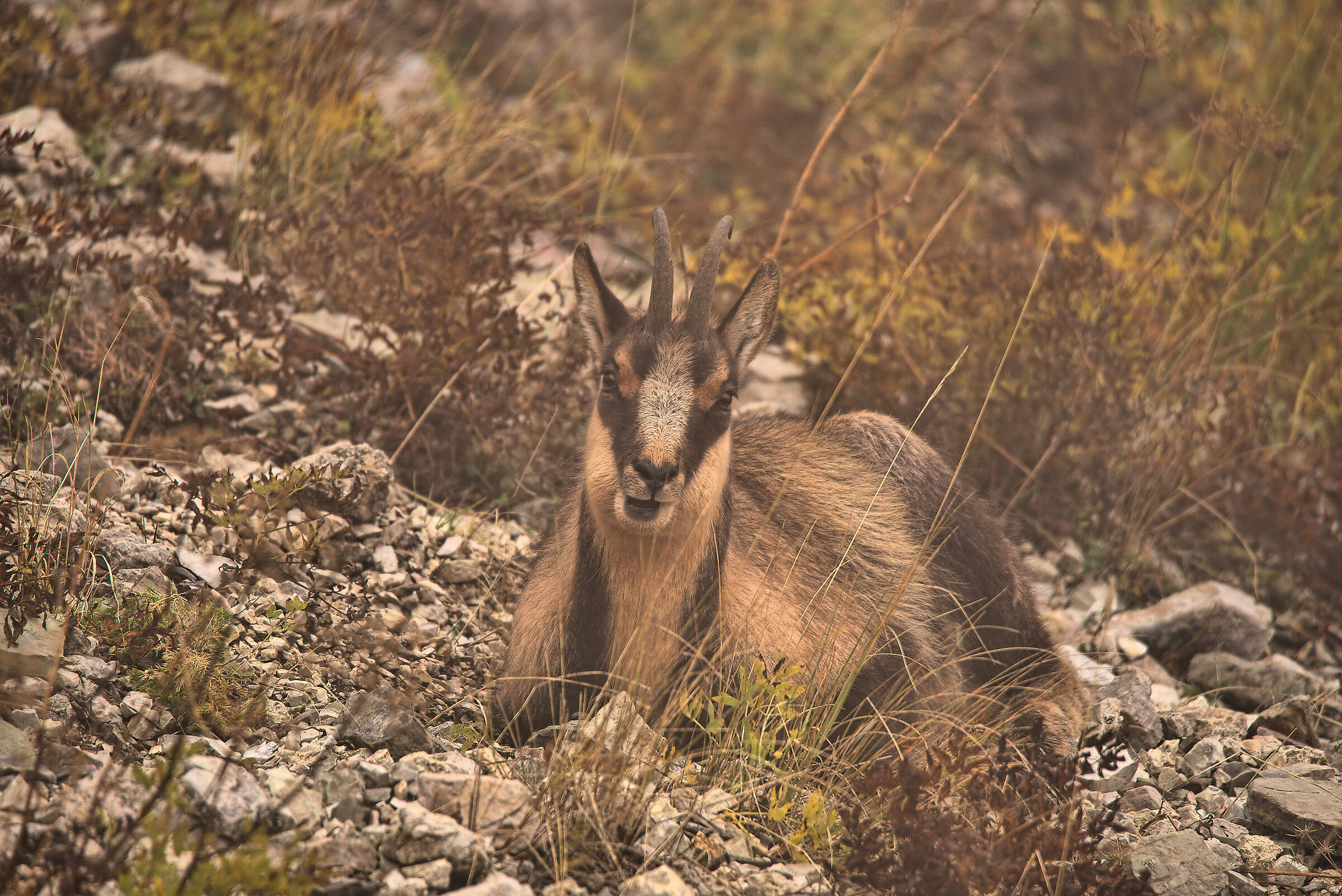 Apennine chamois