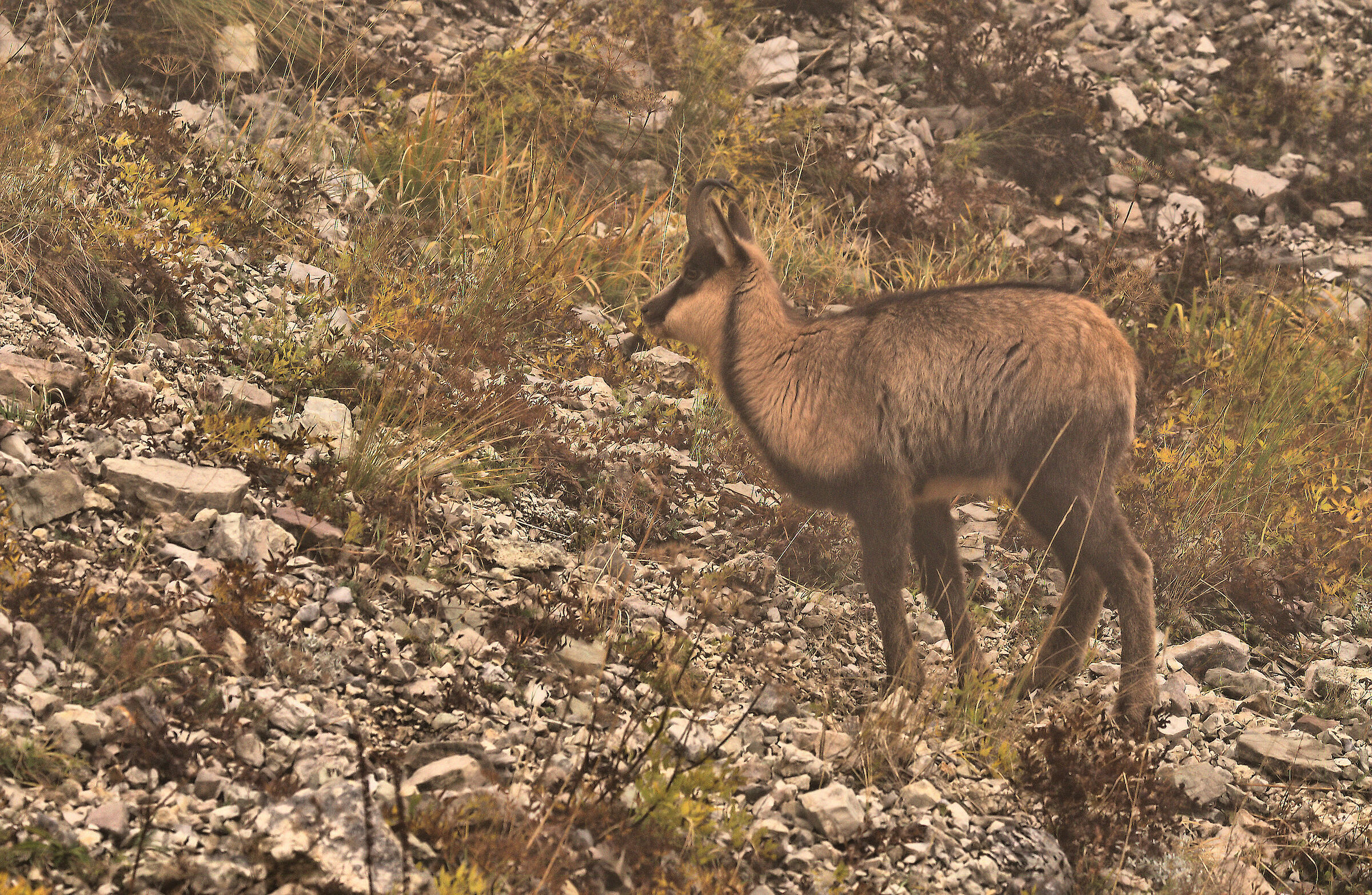 Apennine chamois