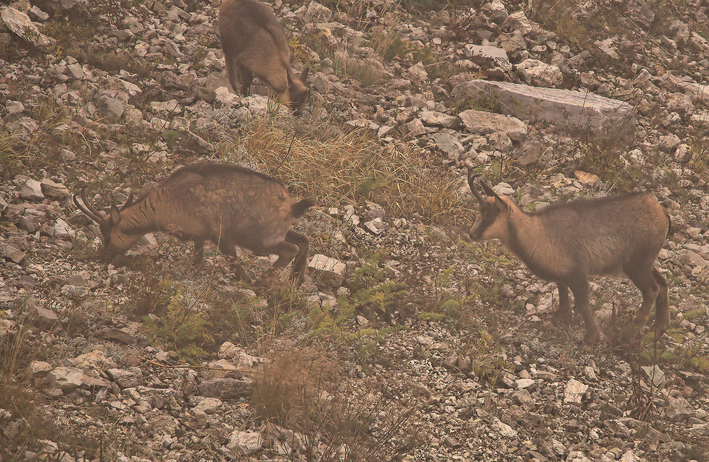 Apennine chamois