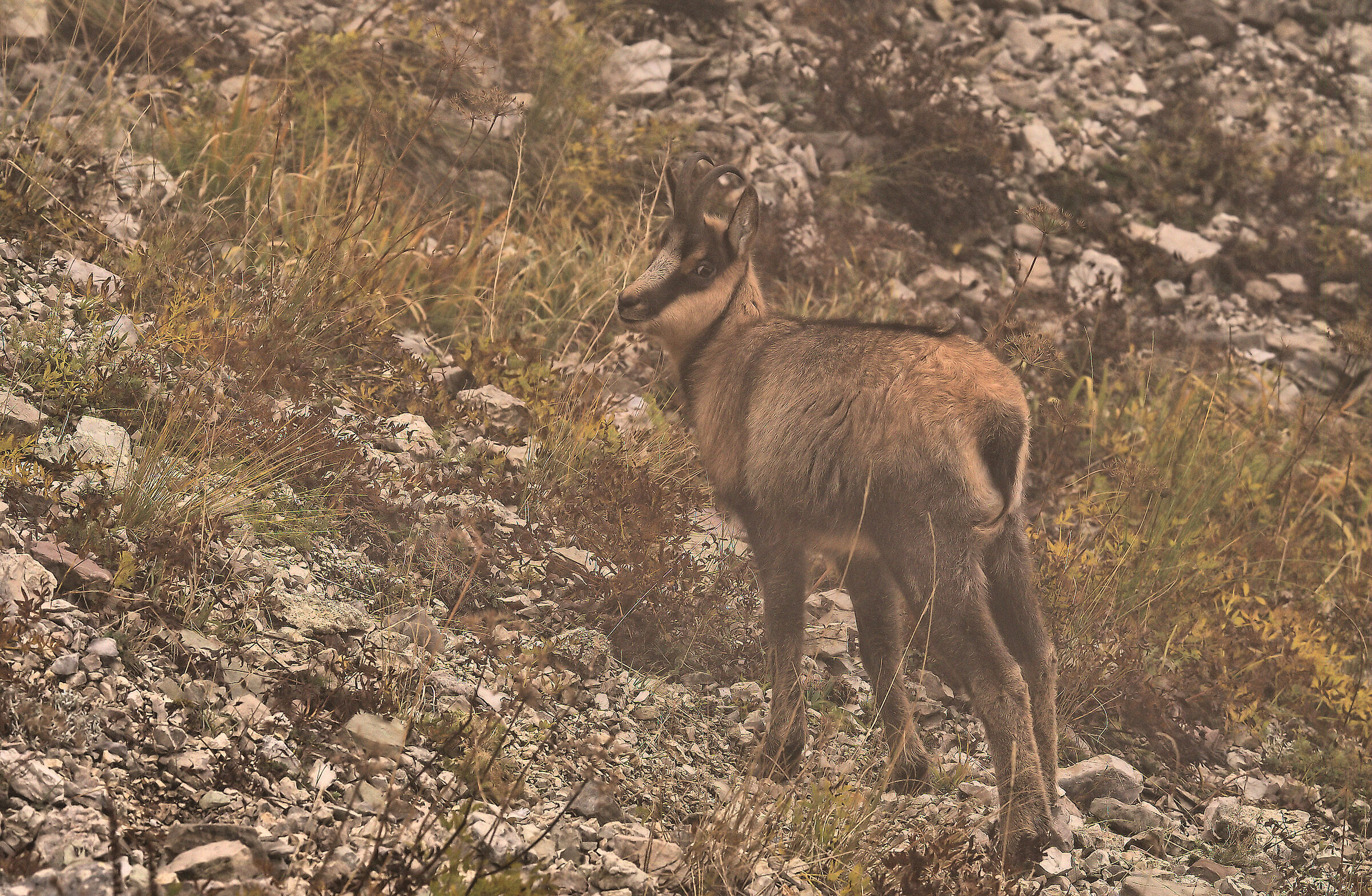 Apennine chamois