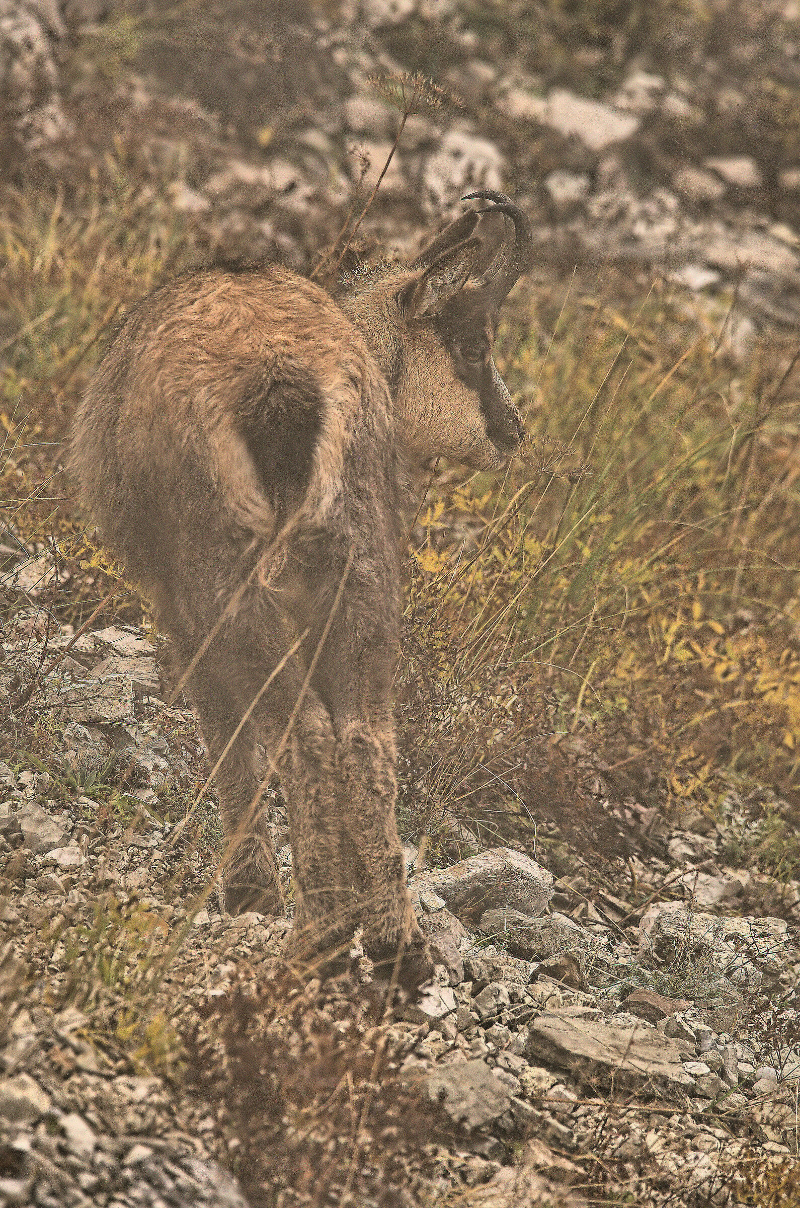 Apennine chamois