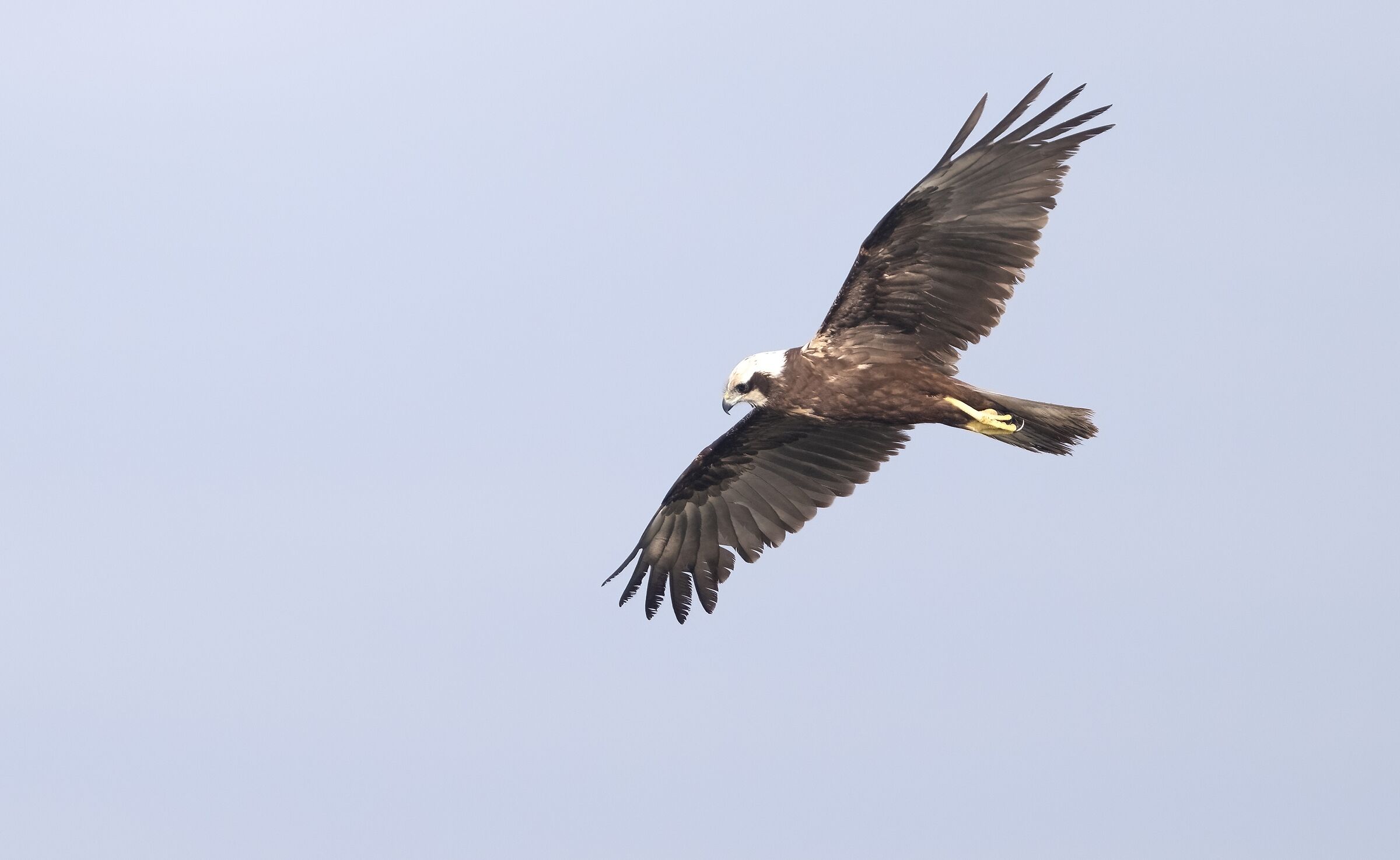 Falco di palude femmina