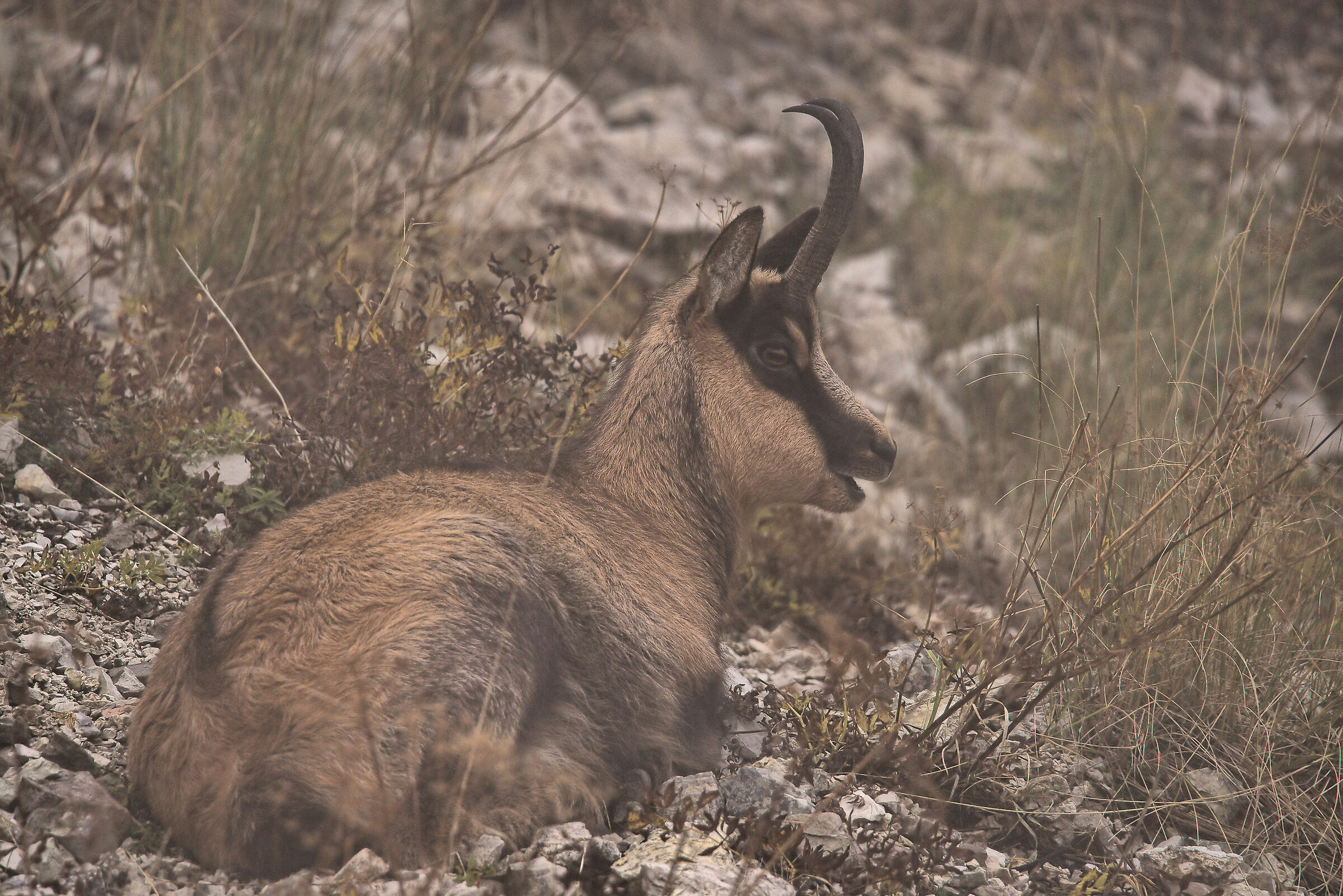 Apennine chamois