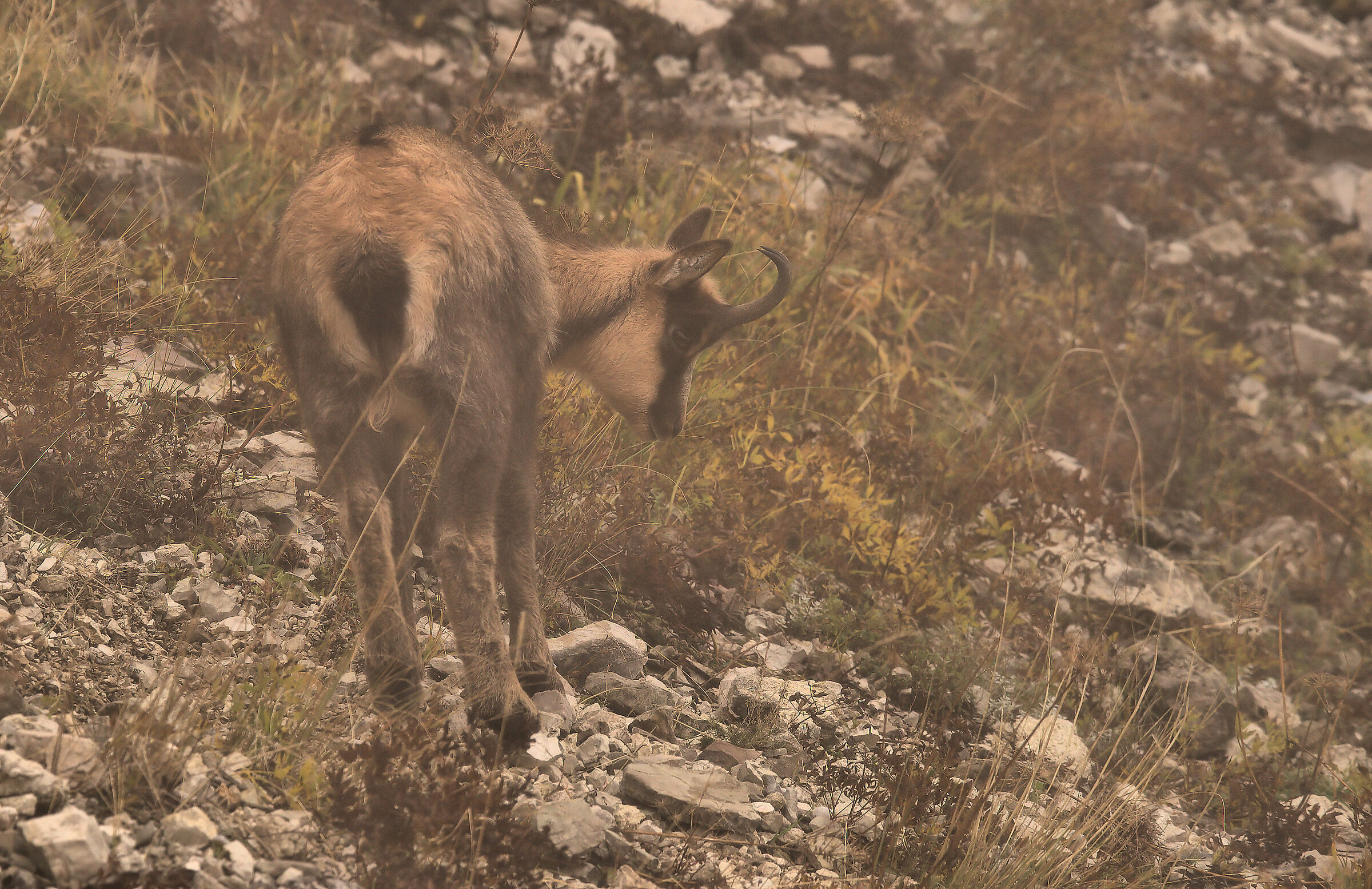 Apennine chamois