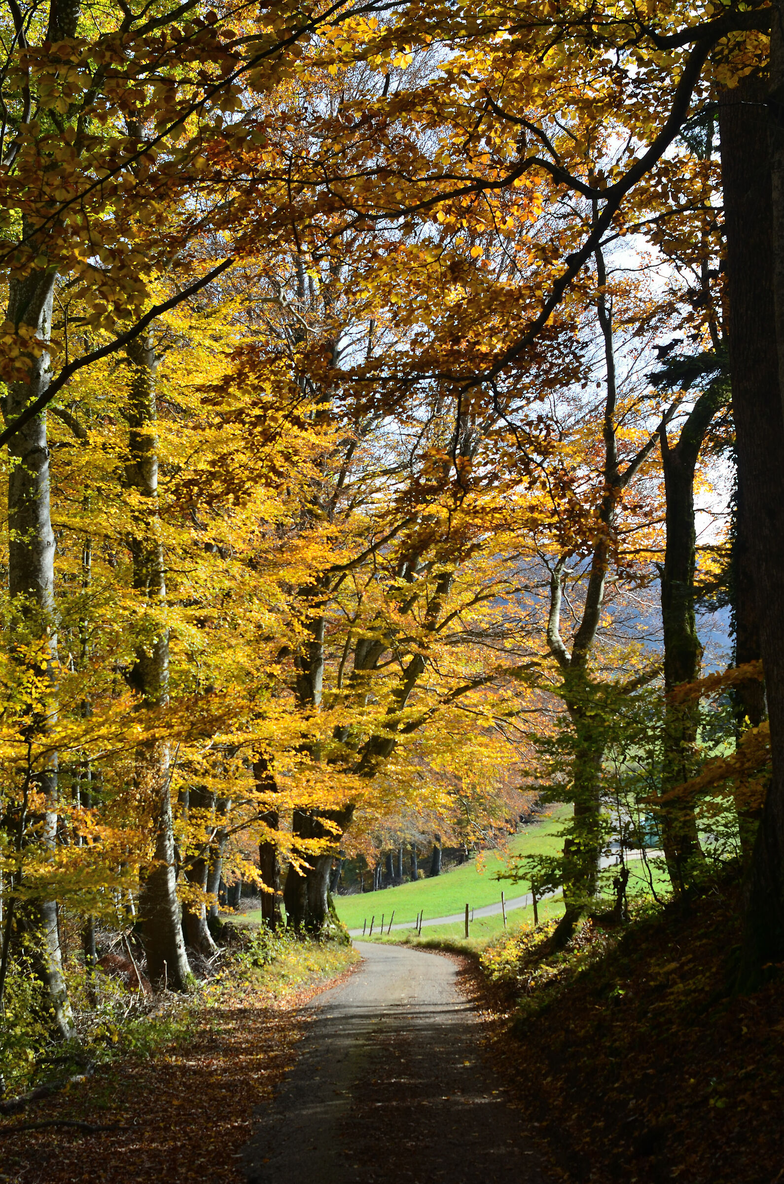 Walk through the autumn colors
