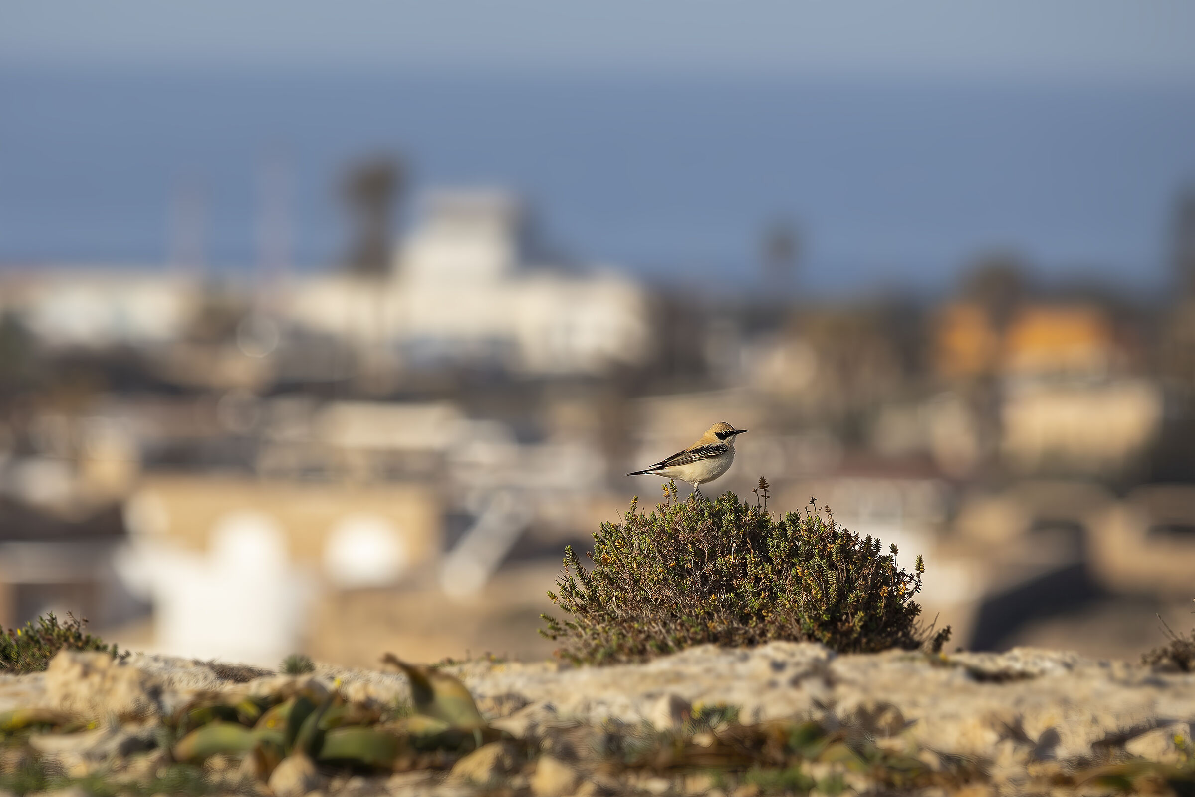 Monachella occidentale a Lampedusa