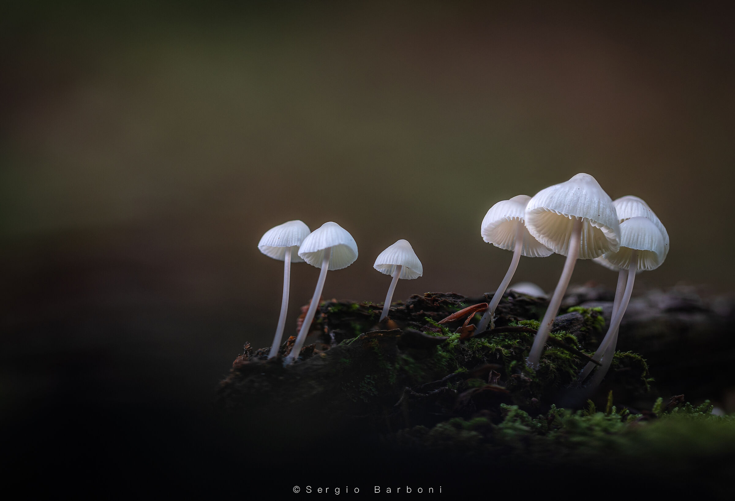 White mushroom group