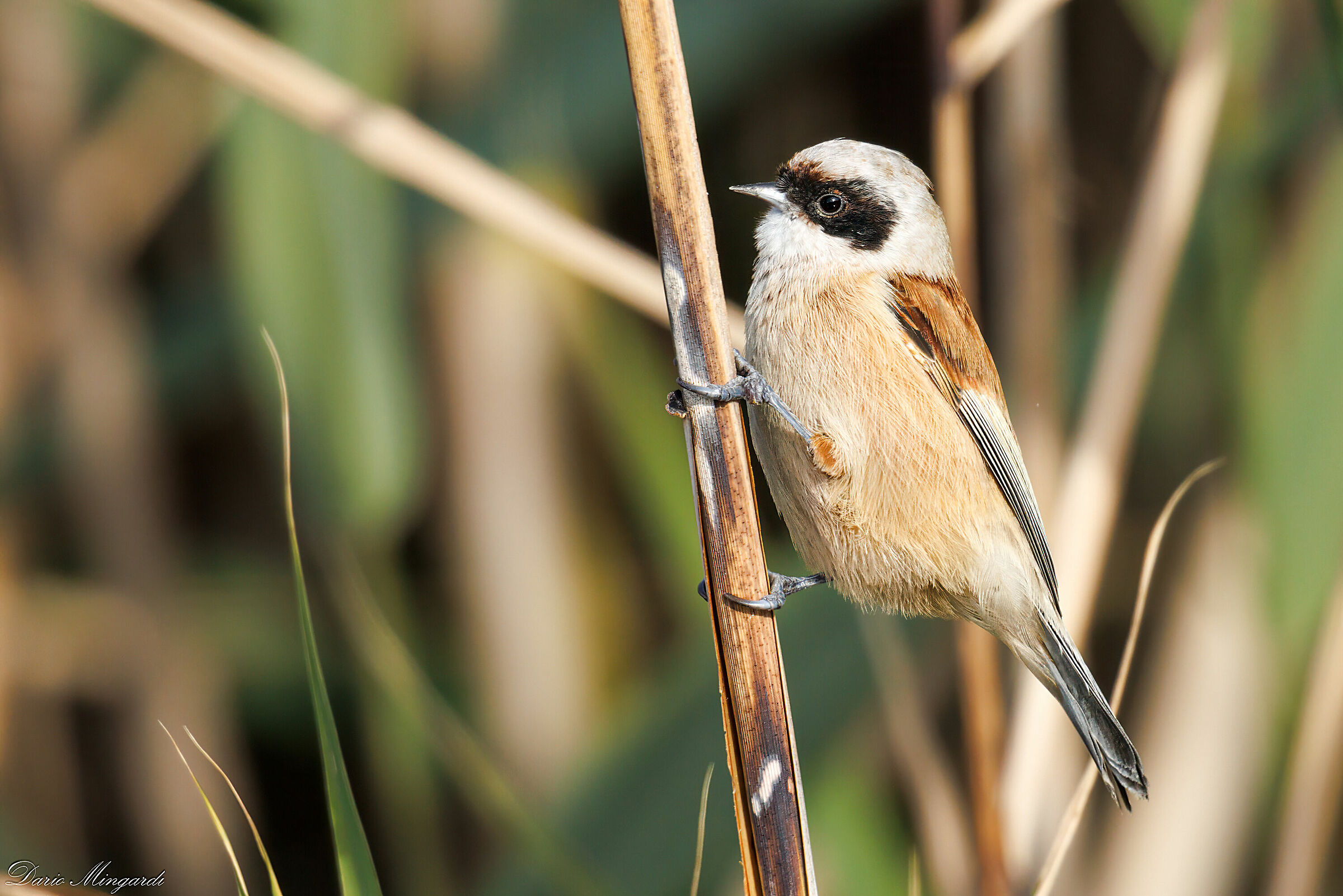 Remiz pendulinus   R5 + 2 moltiplicatori 2x + 500mm