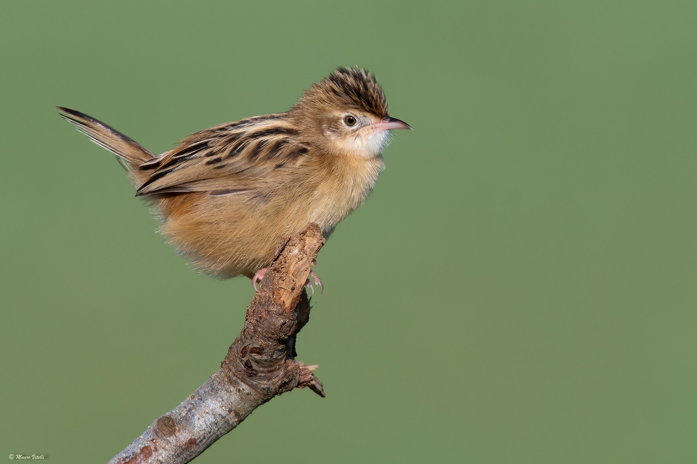 Flycatcher (Cisticola juncidis)