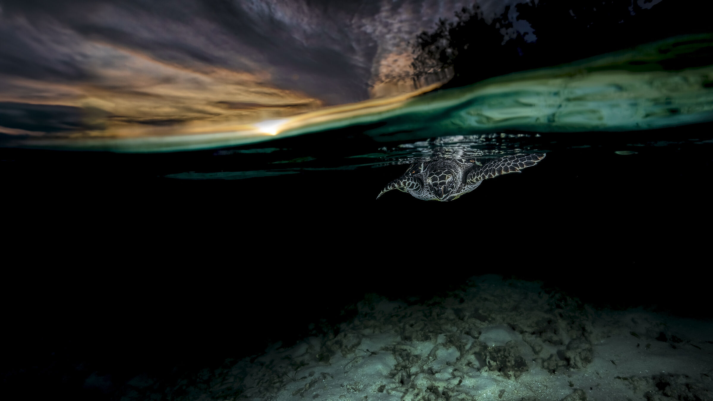 The hawksbill sea turtle (Eretmochelys imbricata)