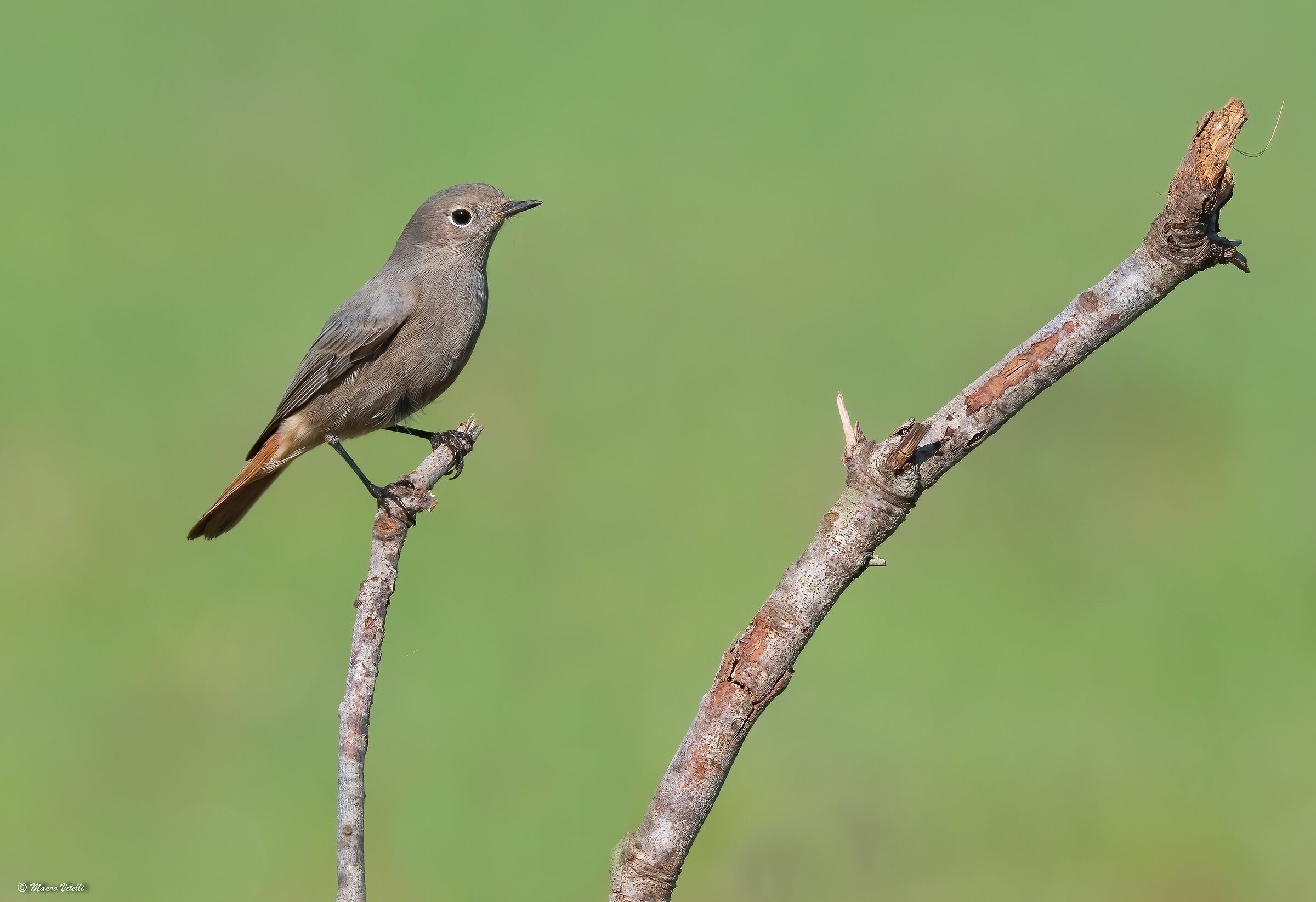 Chimney Redstart (Phoenicurus ochruros) F