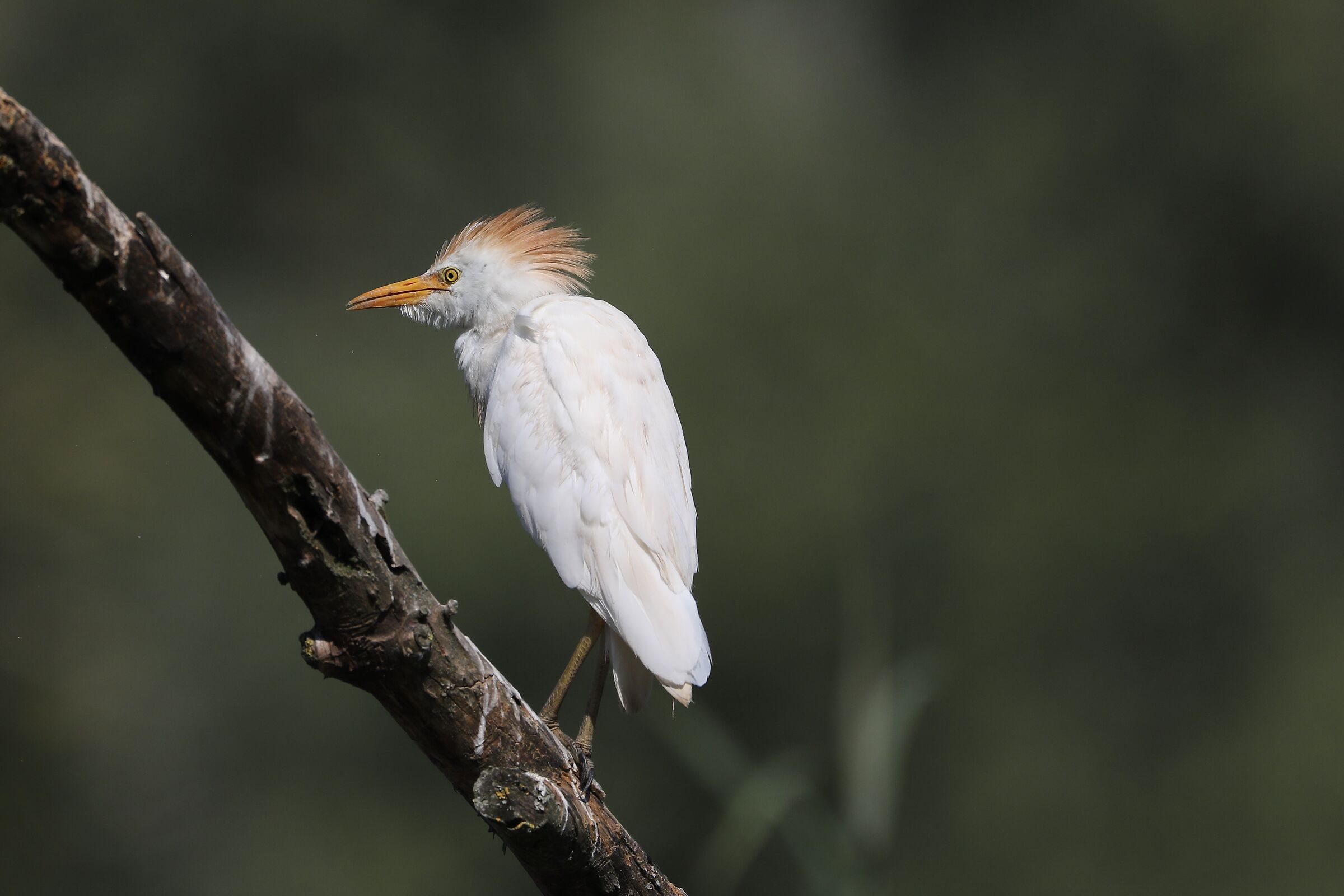 Cattle egret