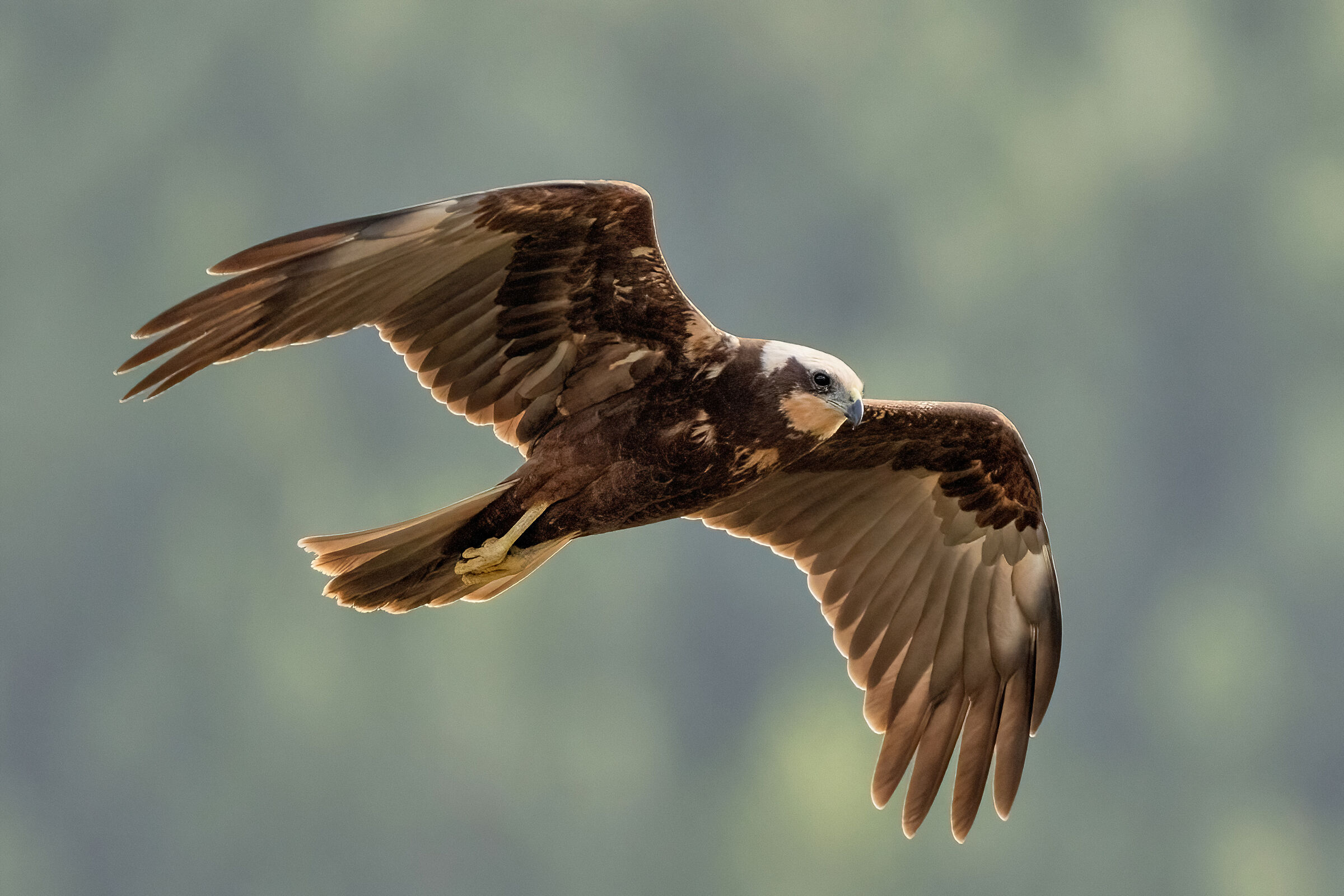 Falco di palude (Circus aeruginosus)