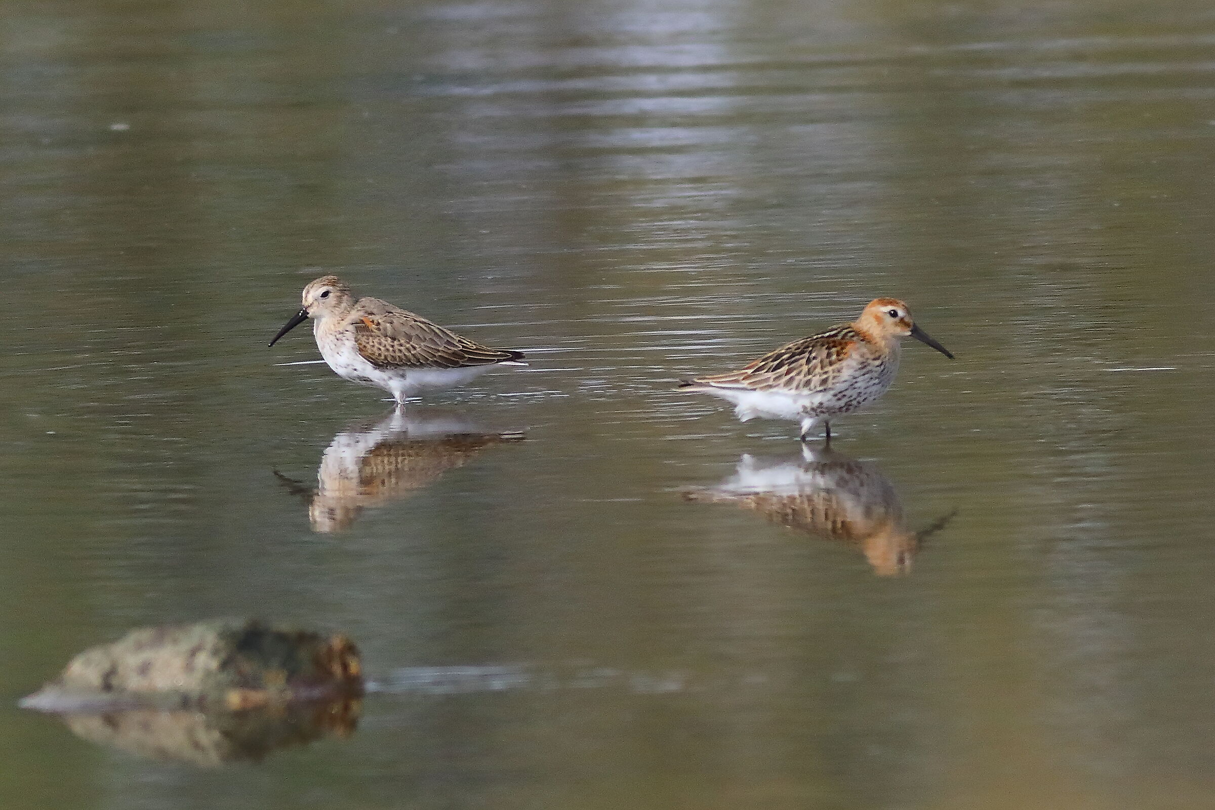 Piovanelli p.n. 17-09-2023