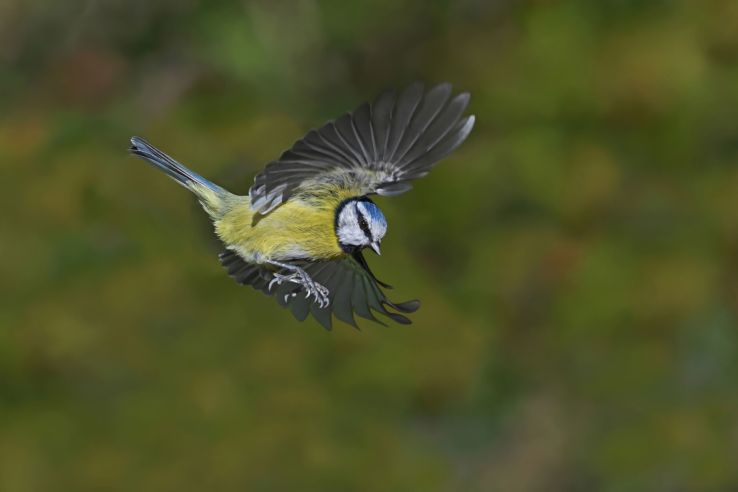 Feather Stories 11 (Blue)