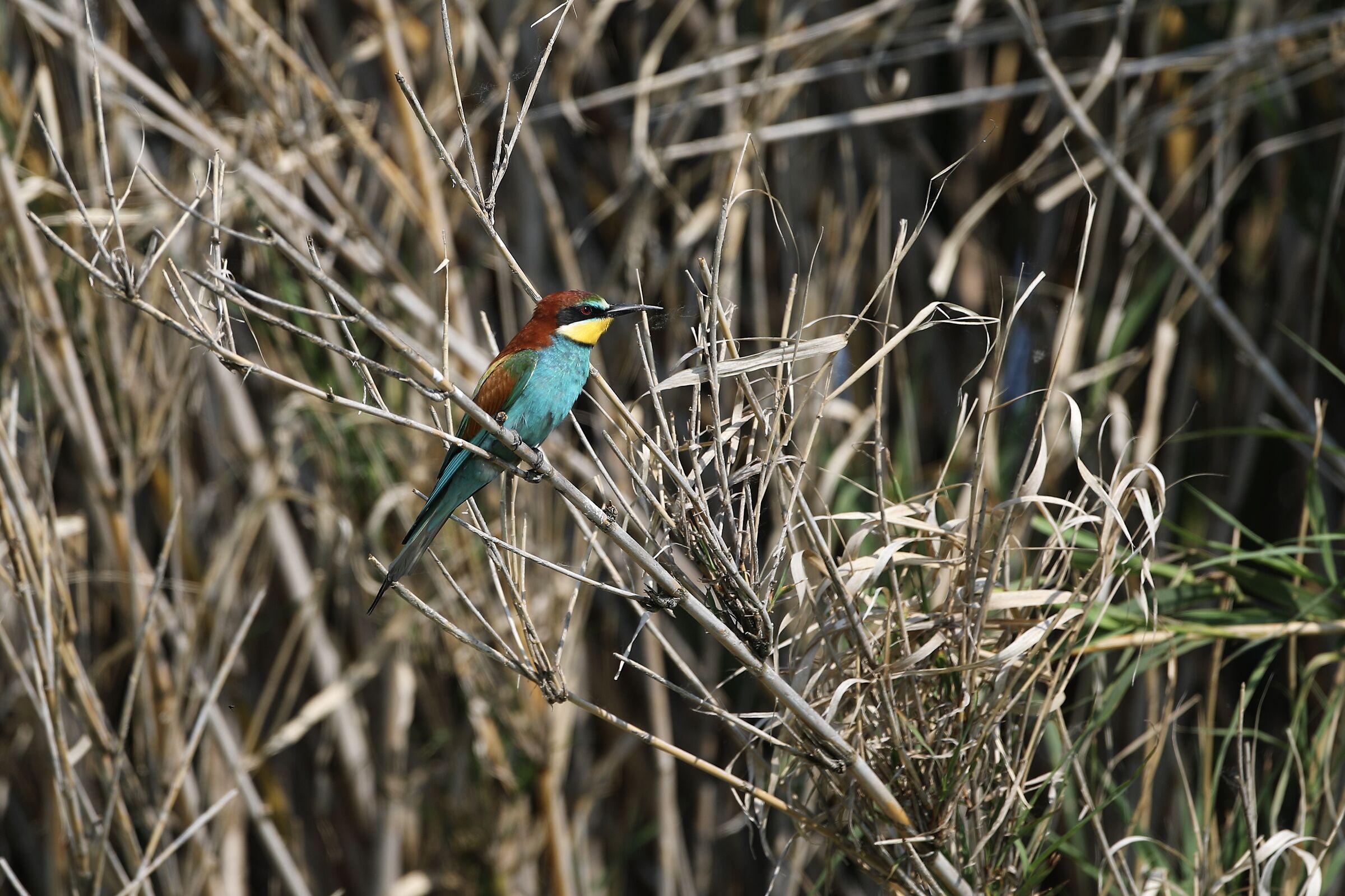 Bee-eater