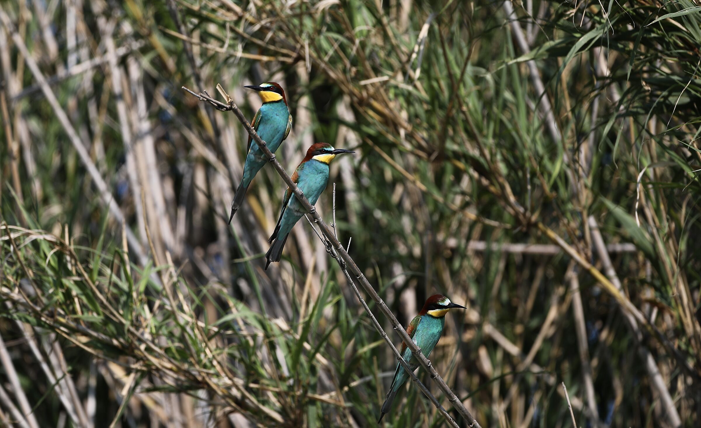 Bee-eater