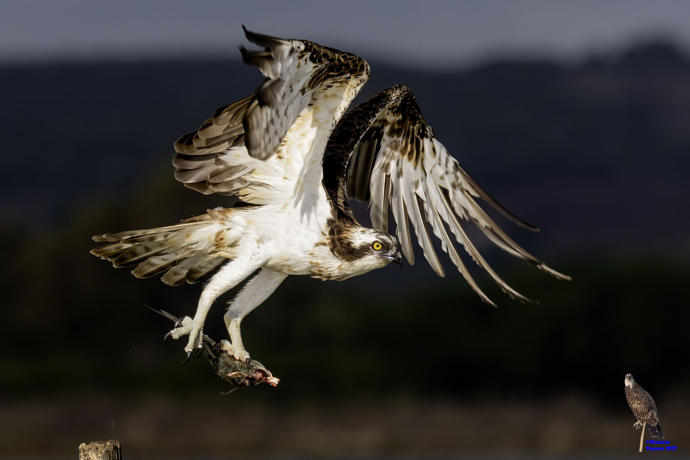 Osprey (Sardinia ) 2023