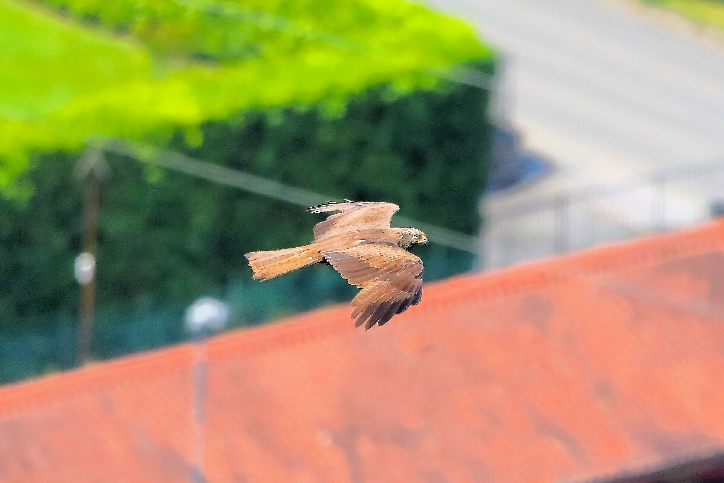 Black Kite 08-06-2023
