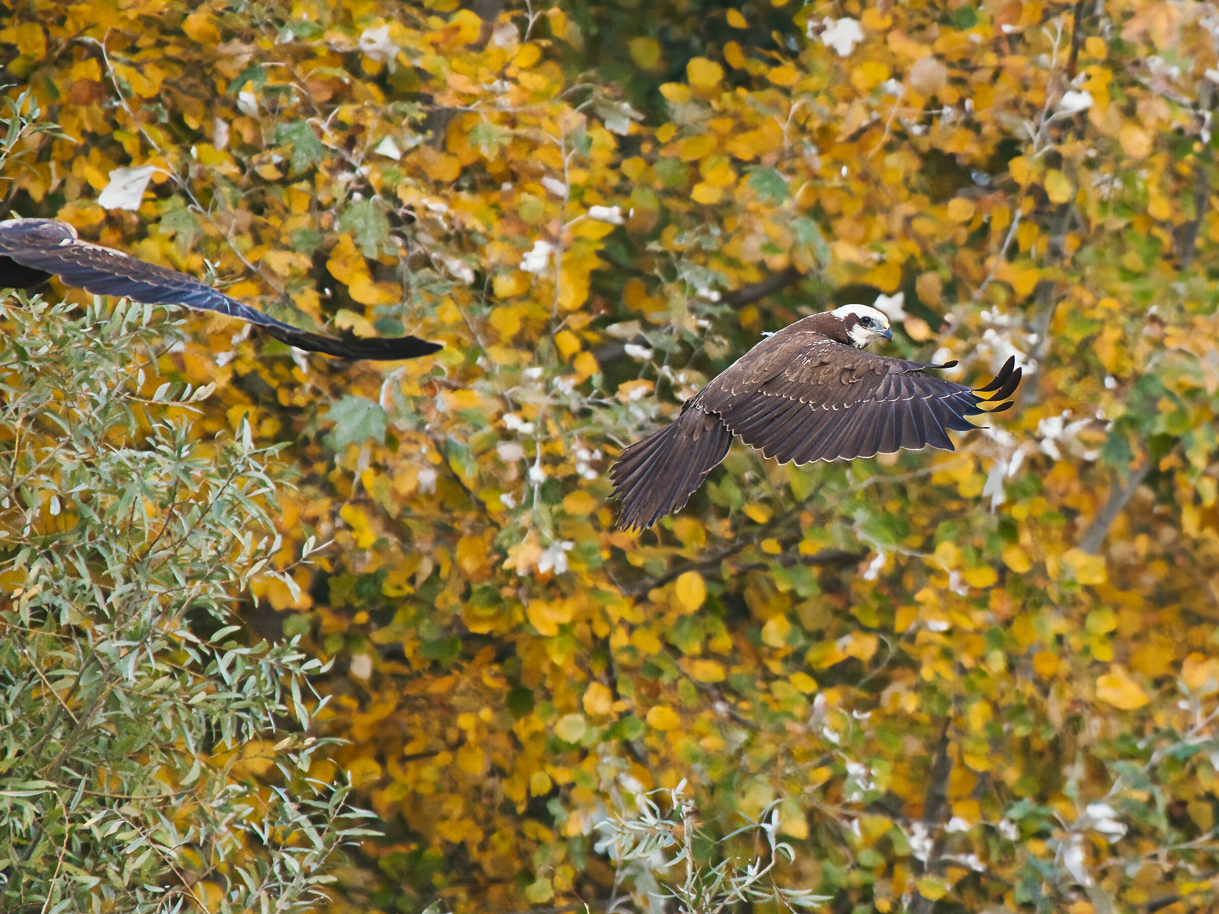 I Falchi di palude giocano