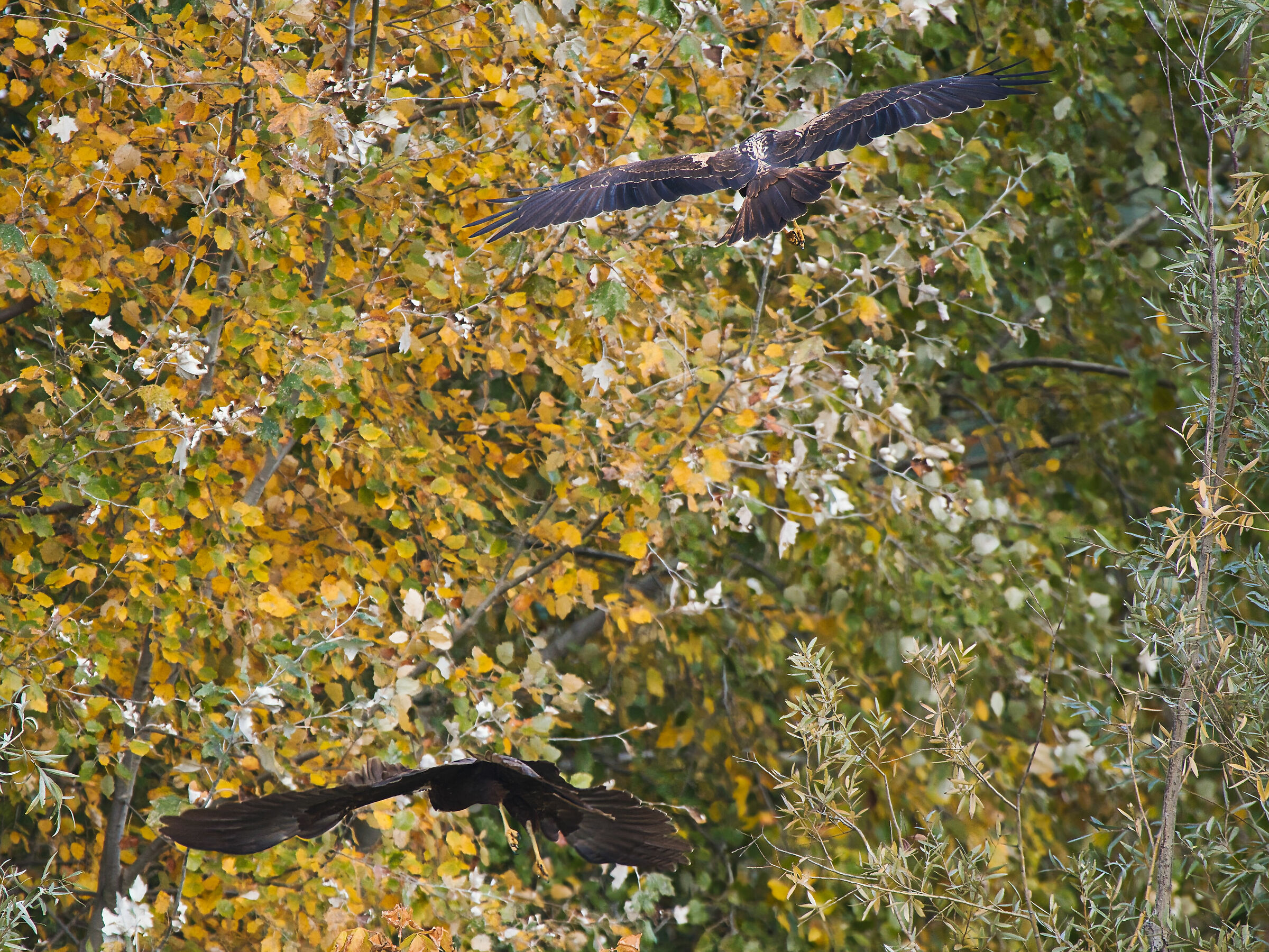 I Falchi di palude giocano 3