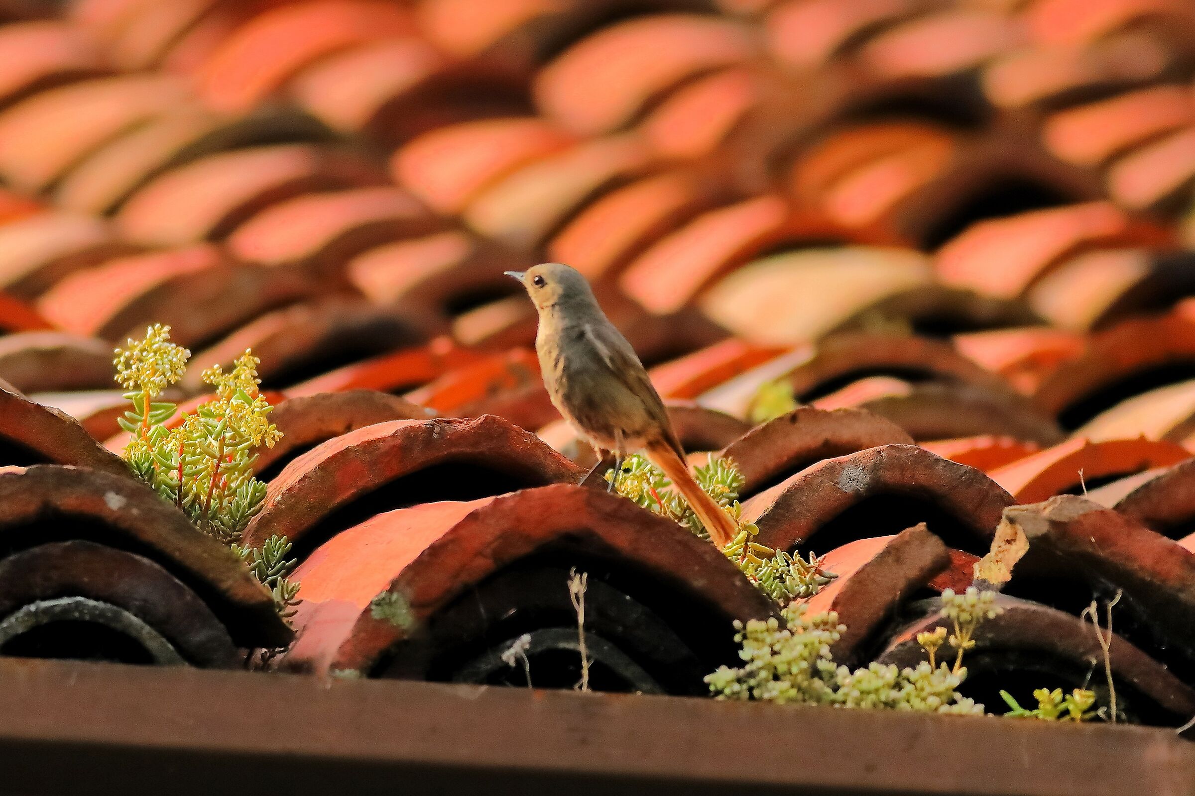 Redstart 15-06-2023