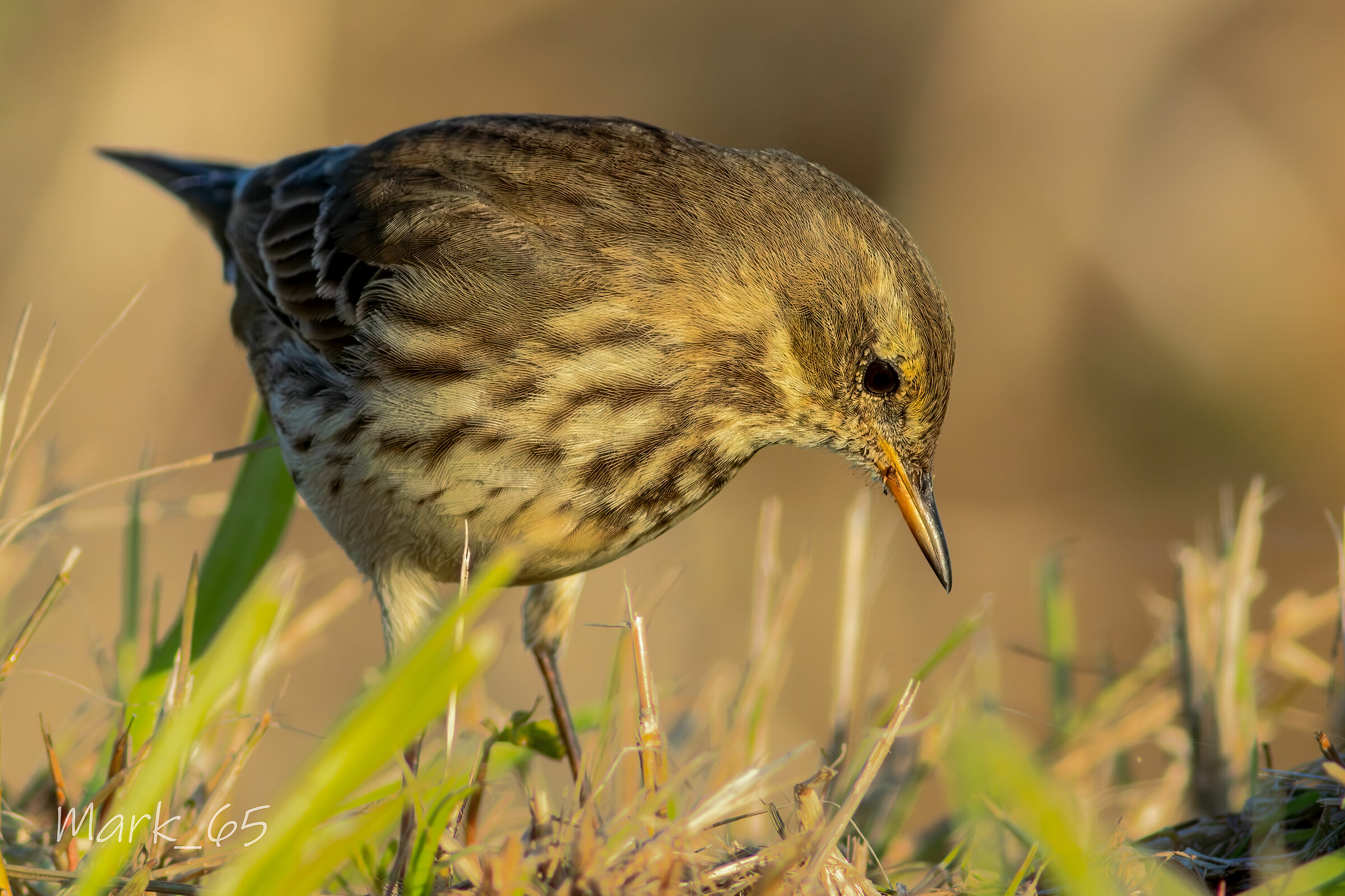 water pipit