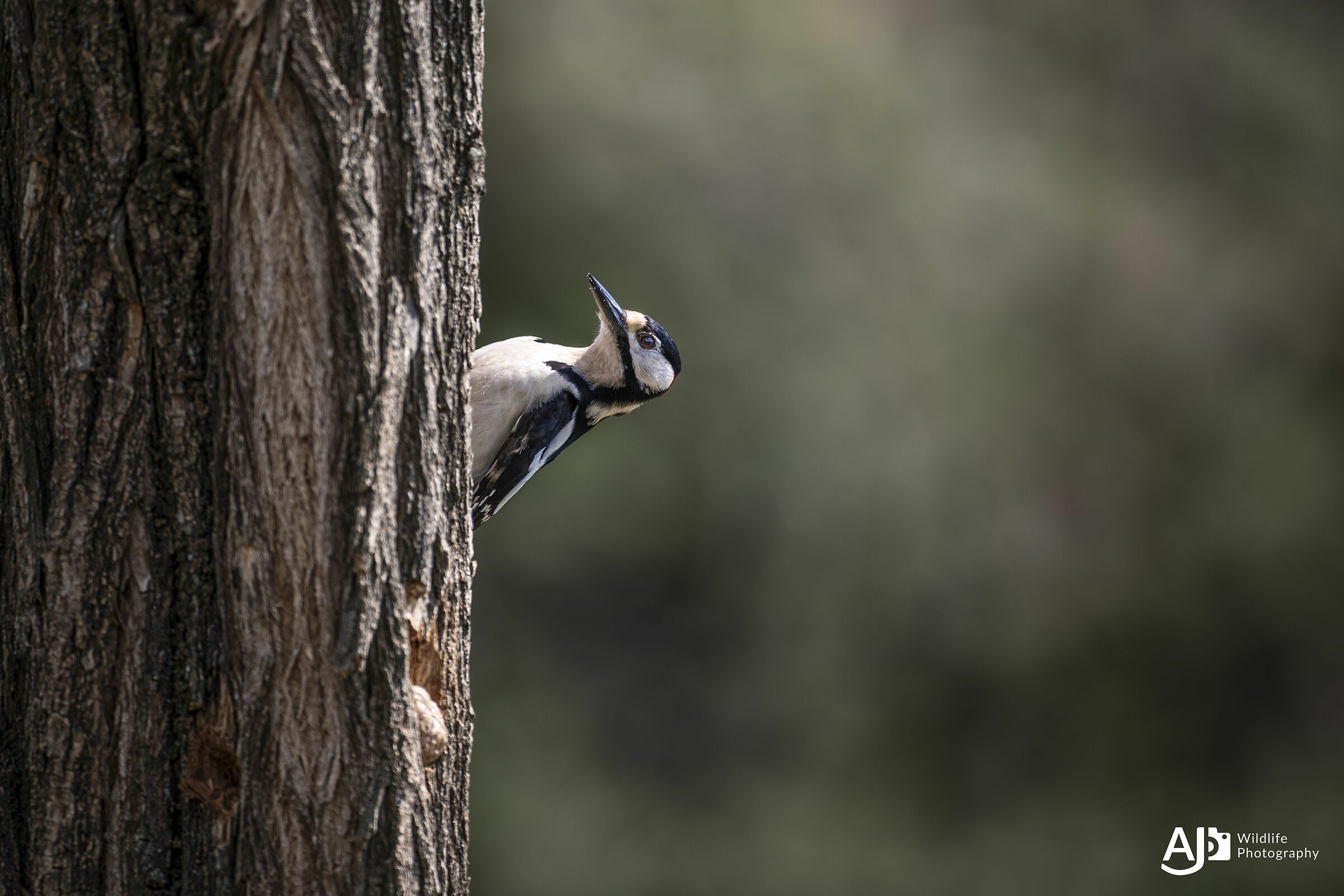 Picchio Rosso Maggiore Maschio