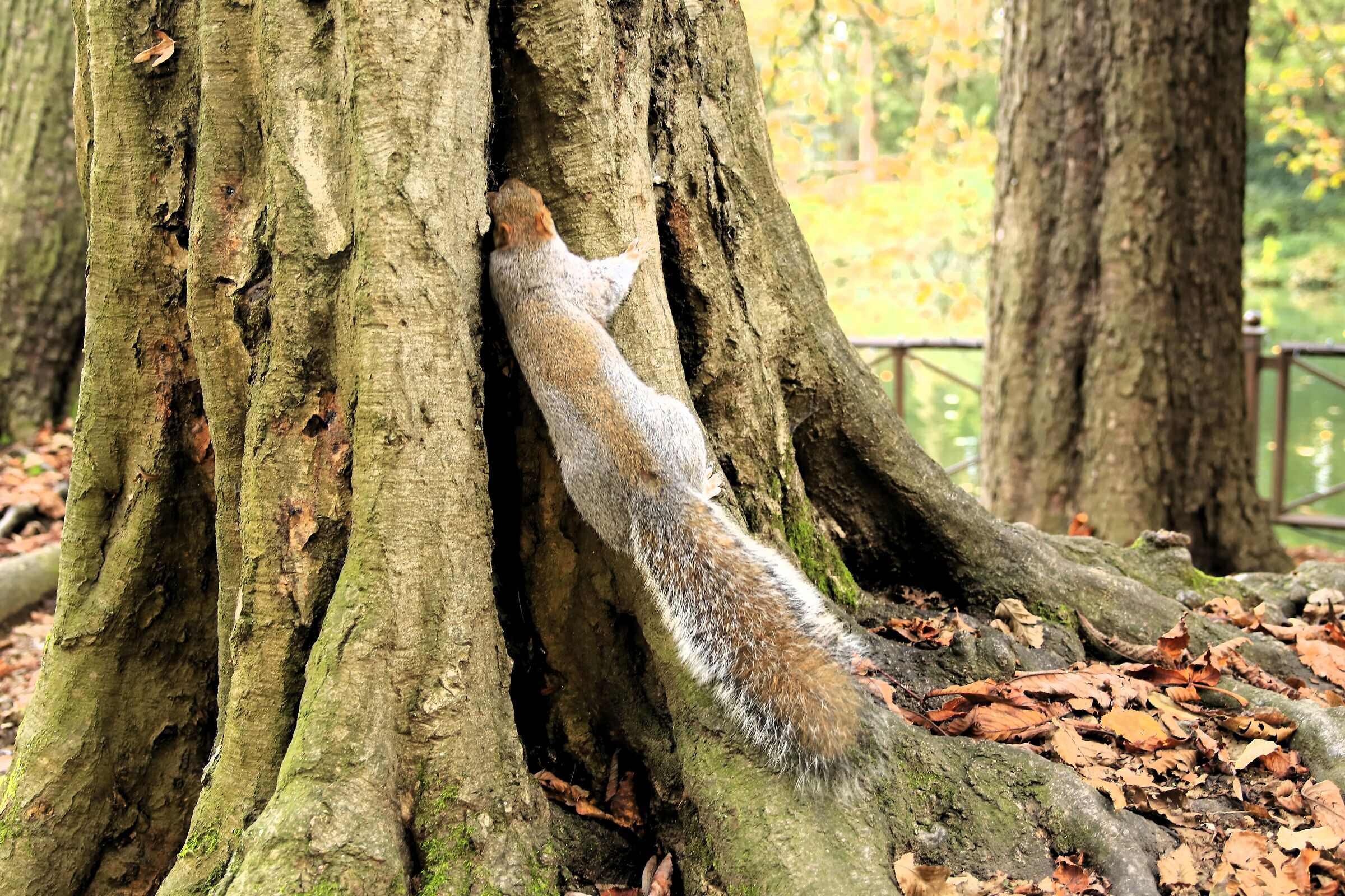 " Alla ricerca della Noce "