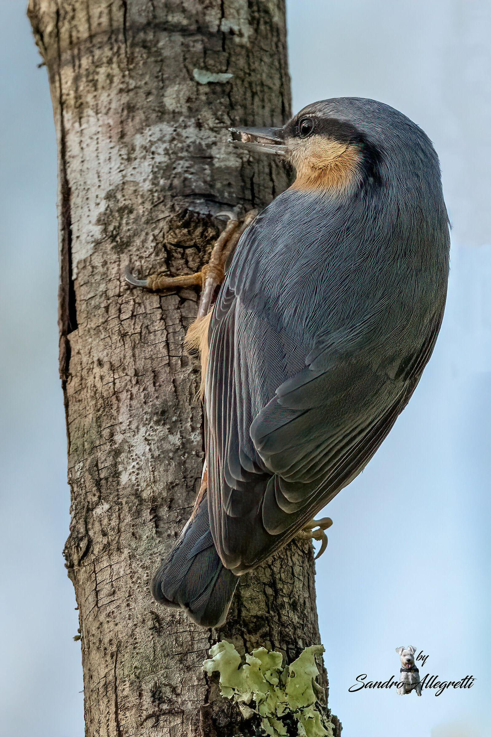 The nuthatch (Sitta europaea)