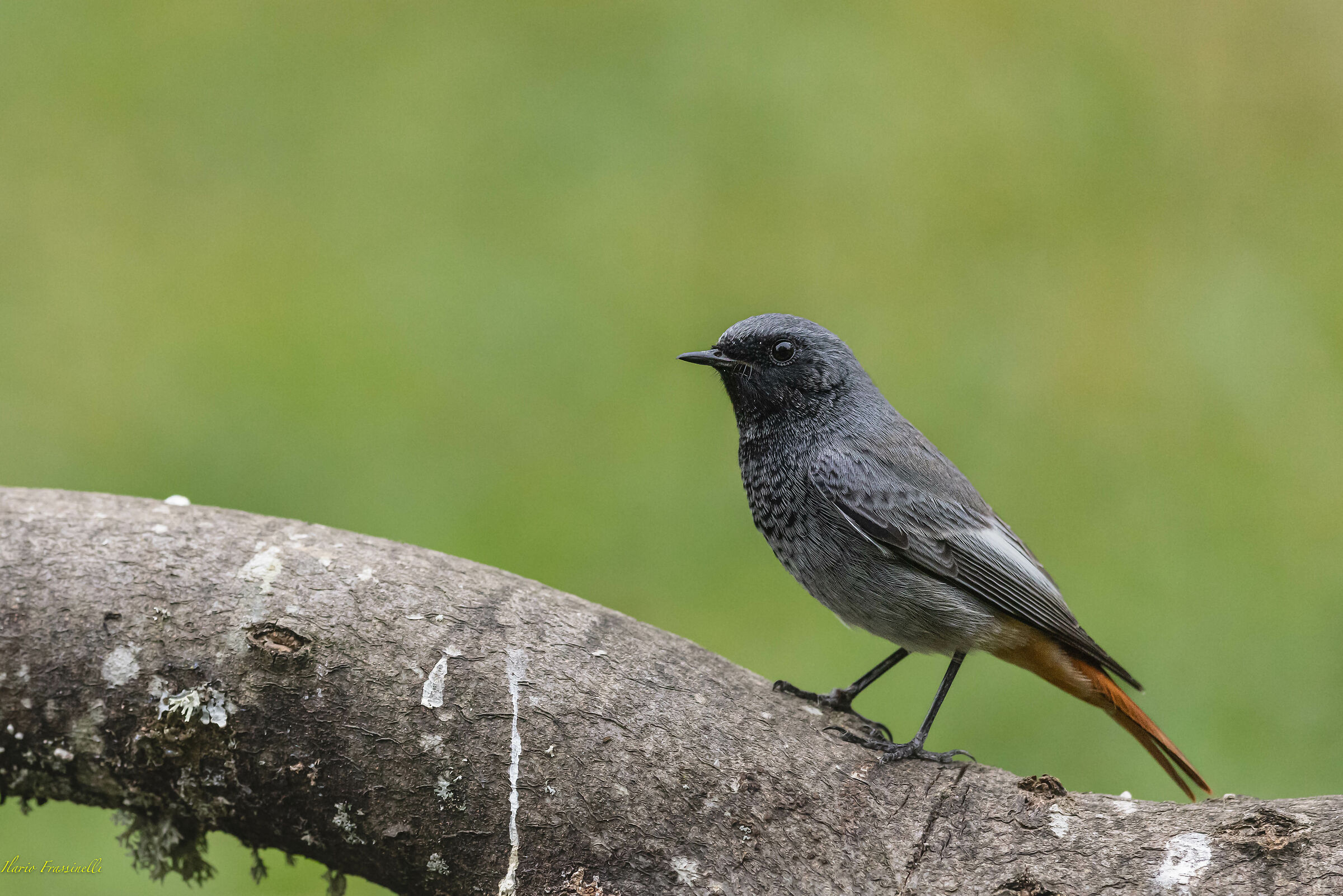 Black redstart