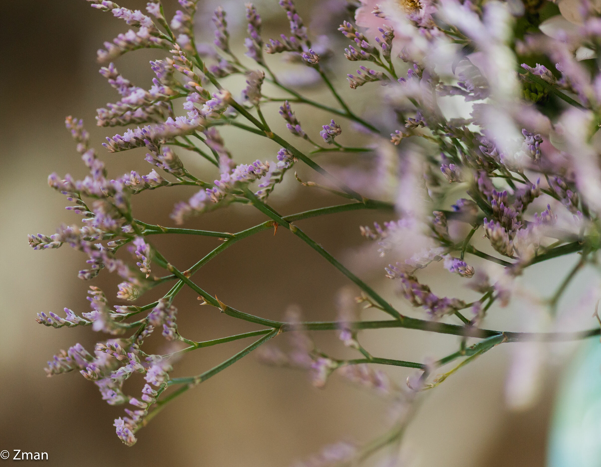 Flowers in a Vase