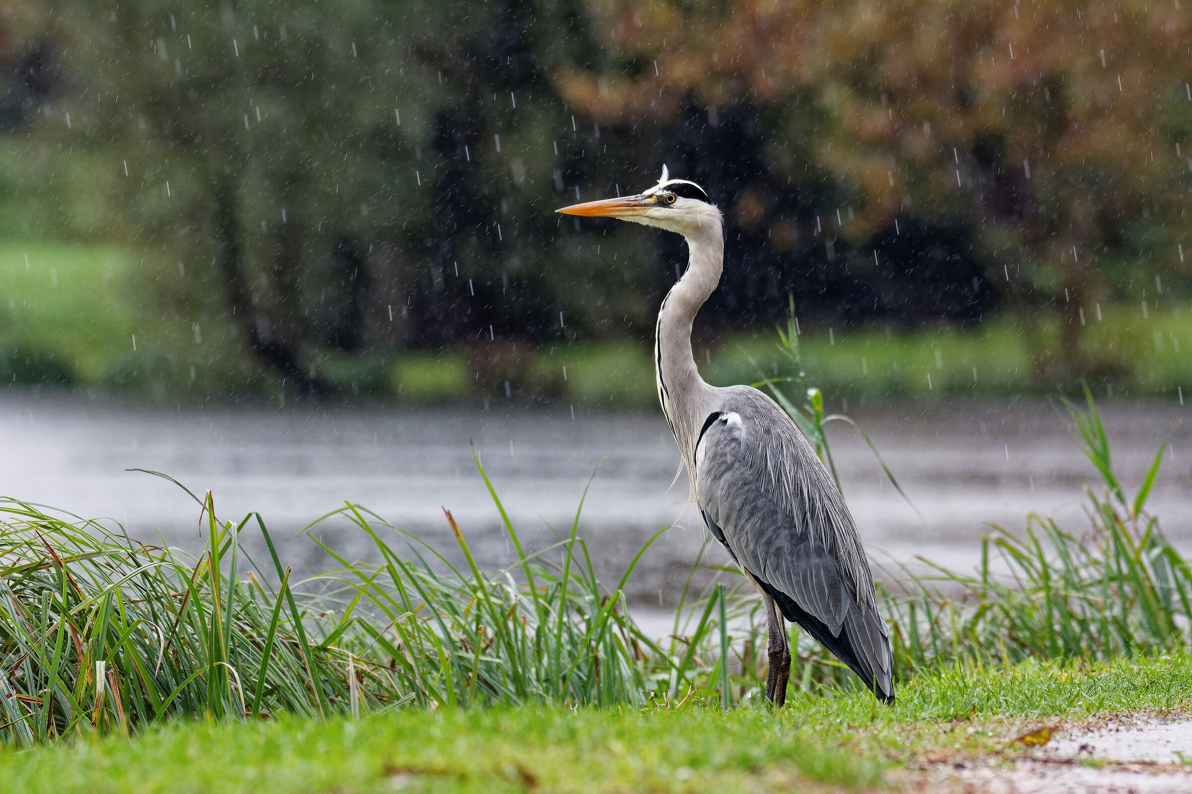 Heron in the rain
