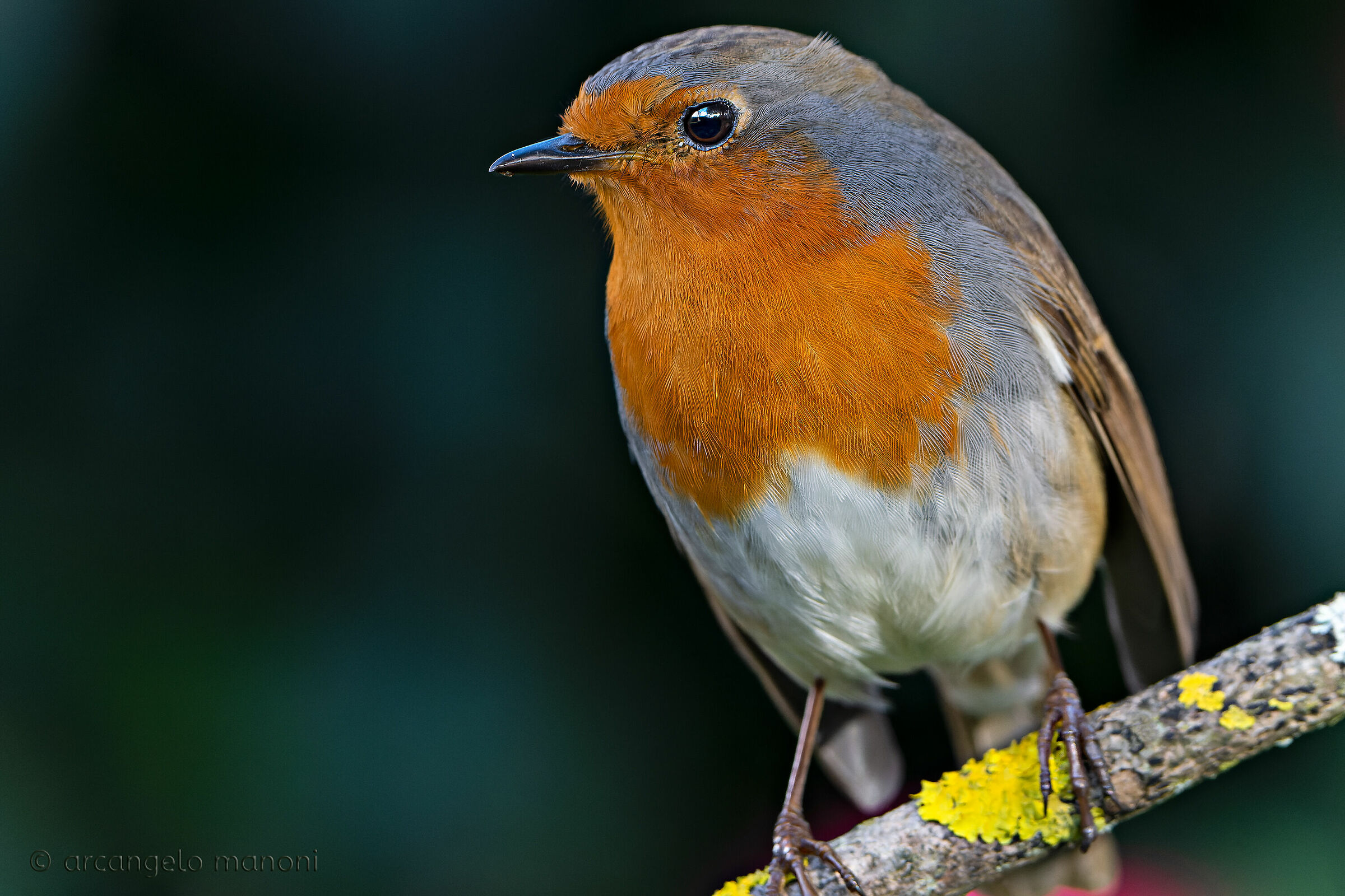 The robin in the foreground
