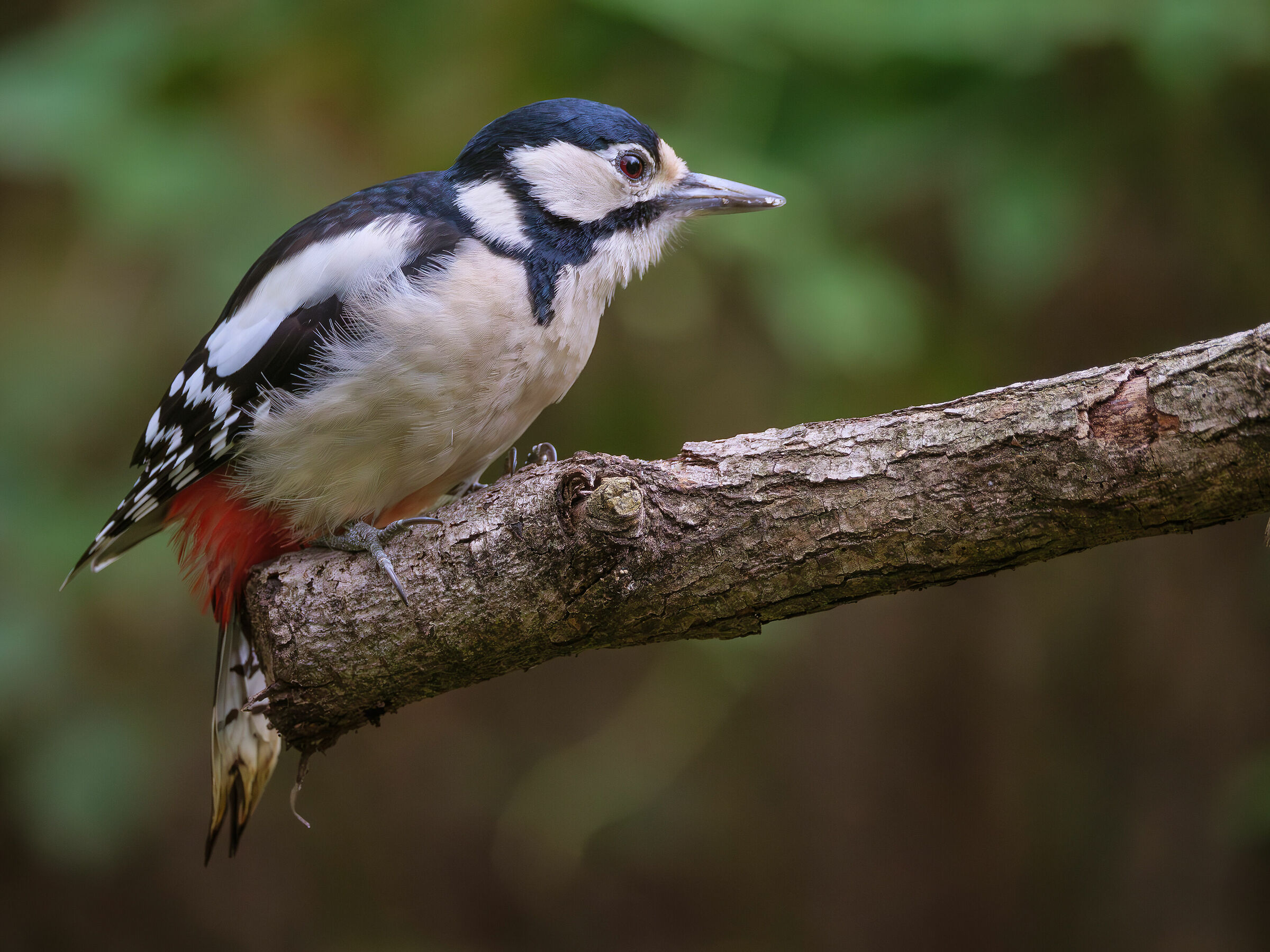 Great spotted woodpecker (F)