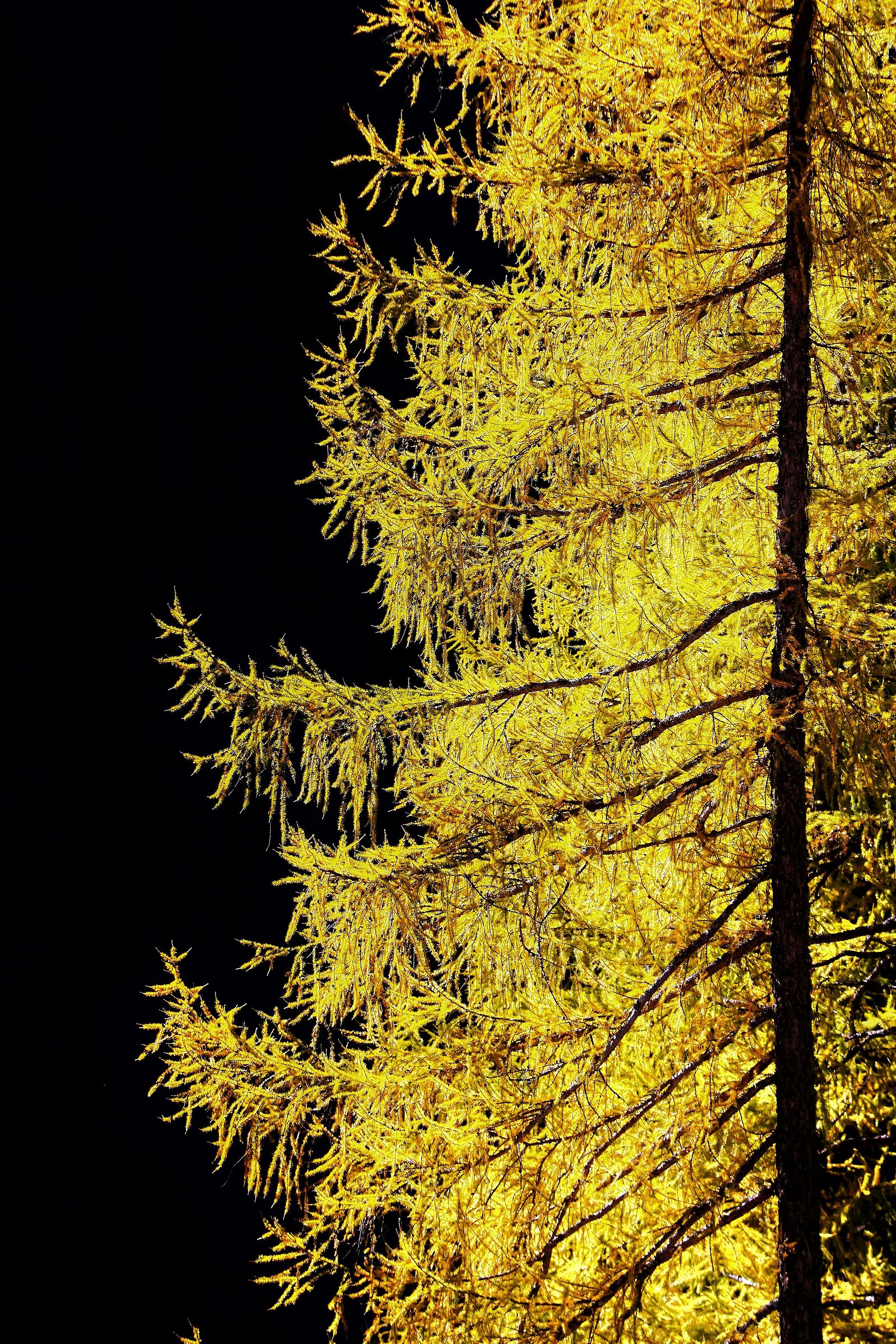 ... Gold...