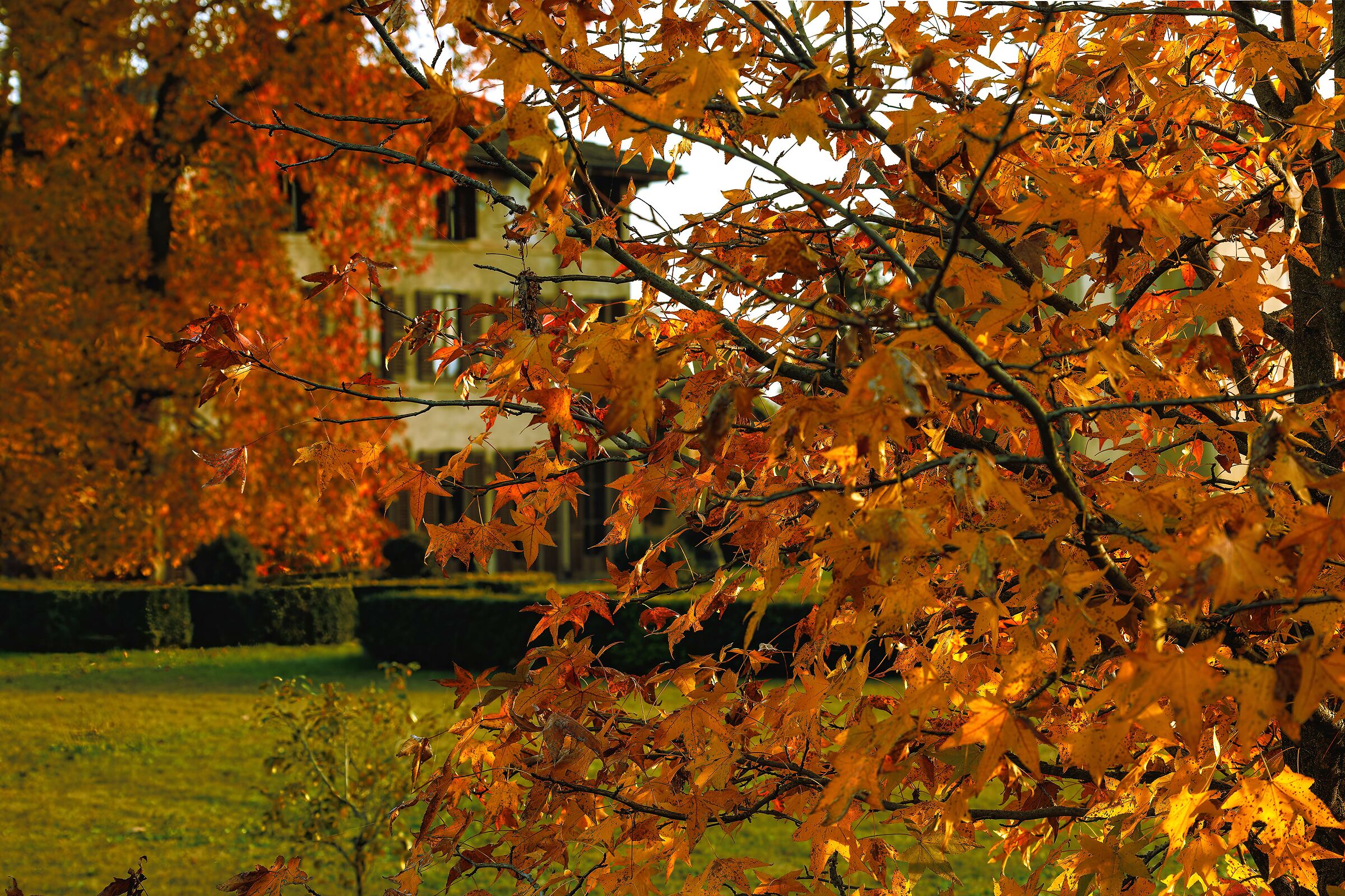 Foliage