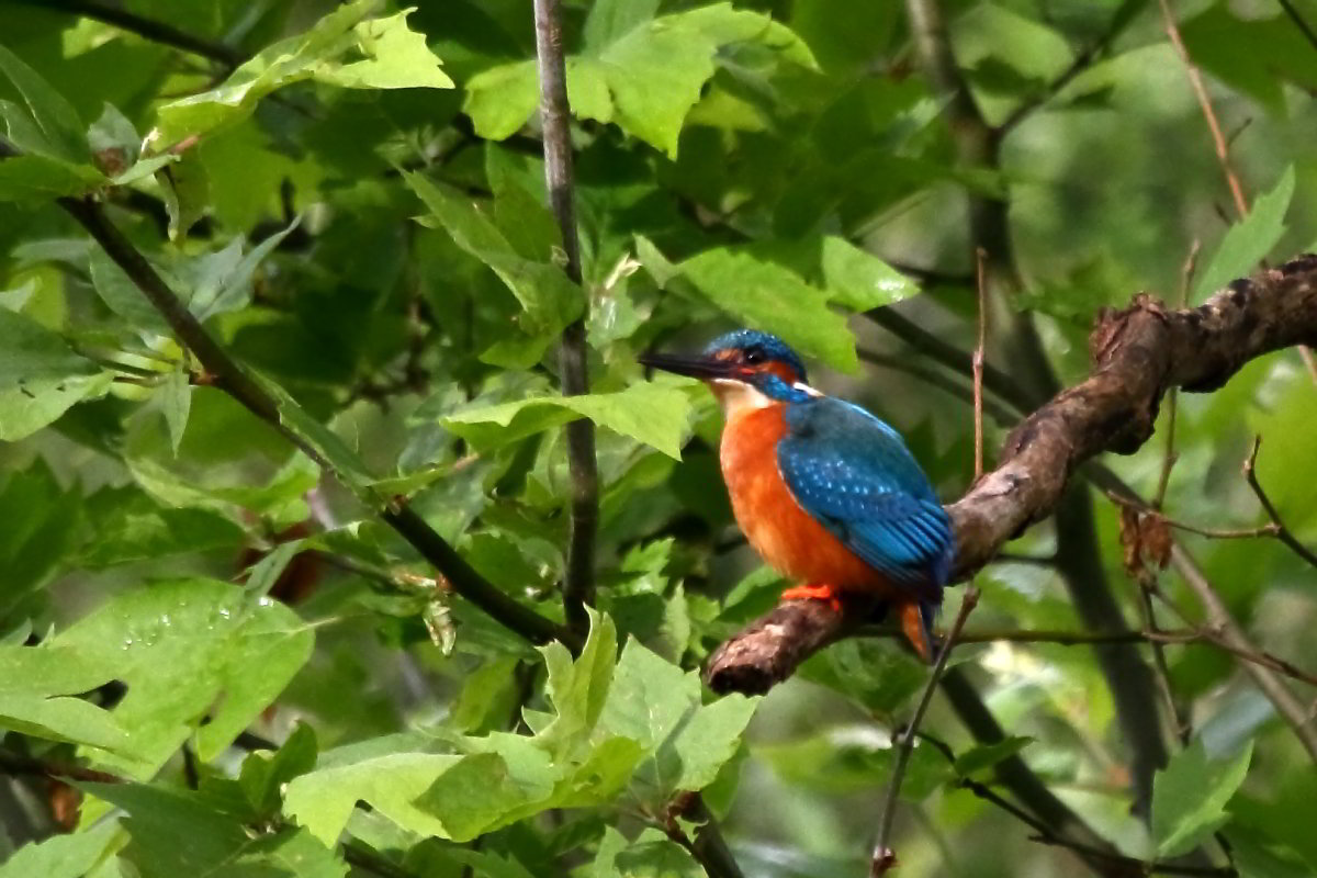 Kingfisher