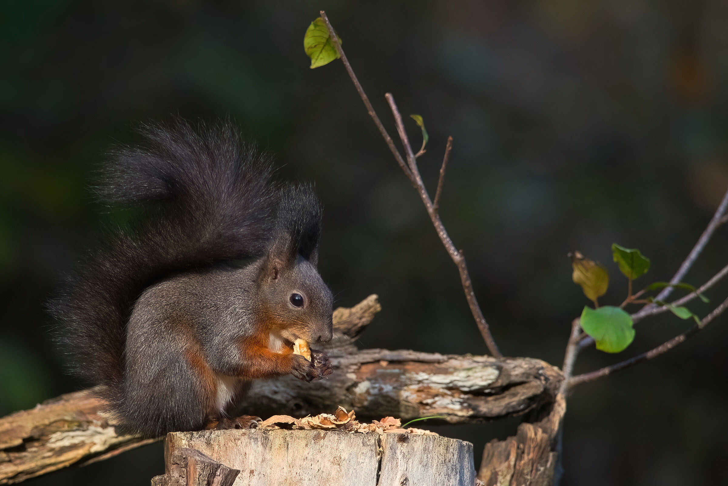 Red Squirrel