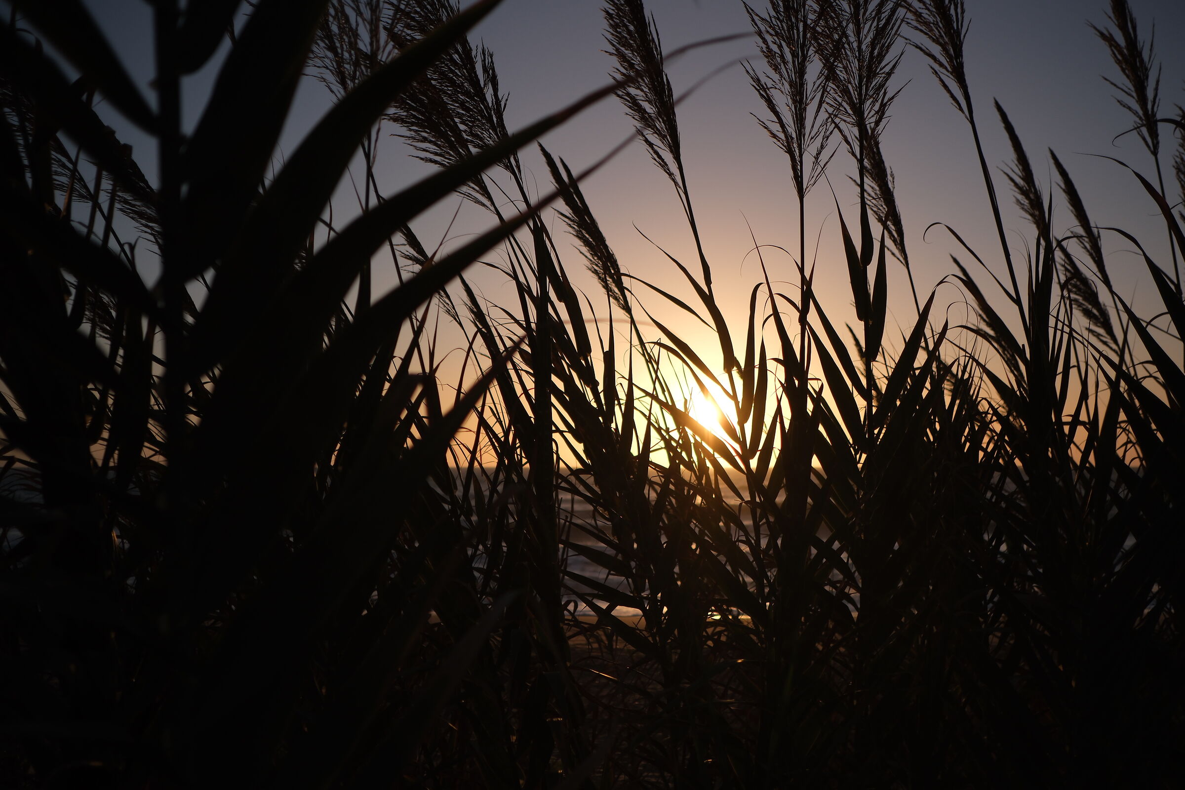 Sunset among the rushes