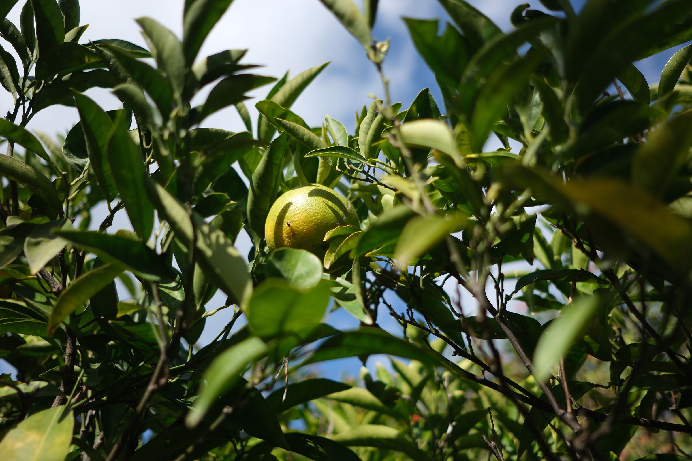 Soon to be harvested